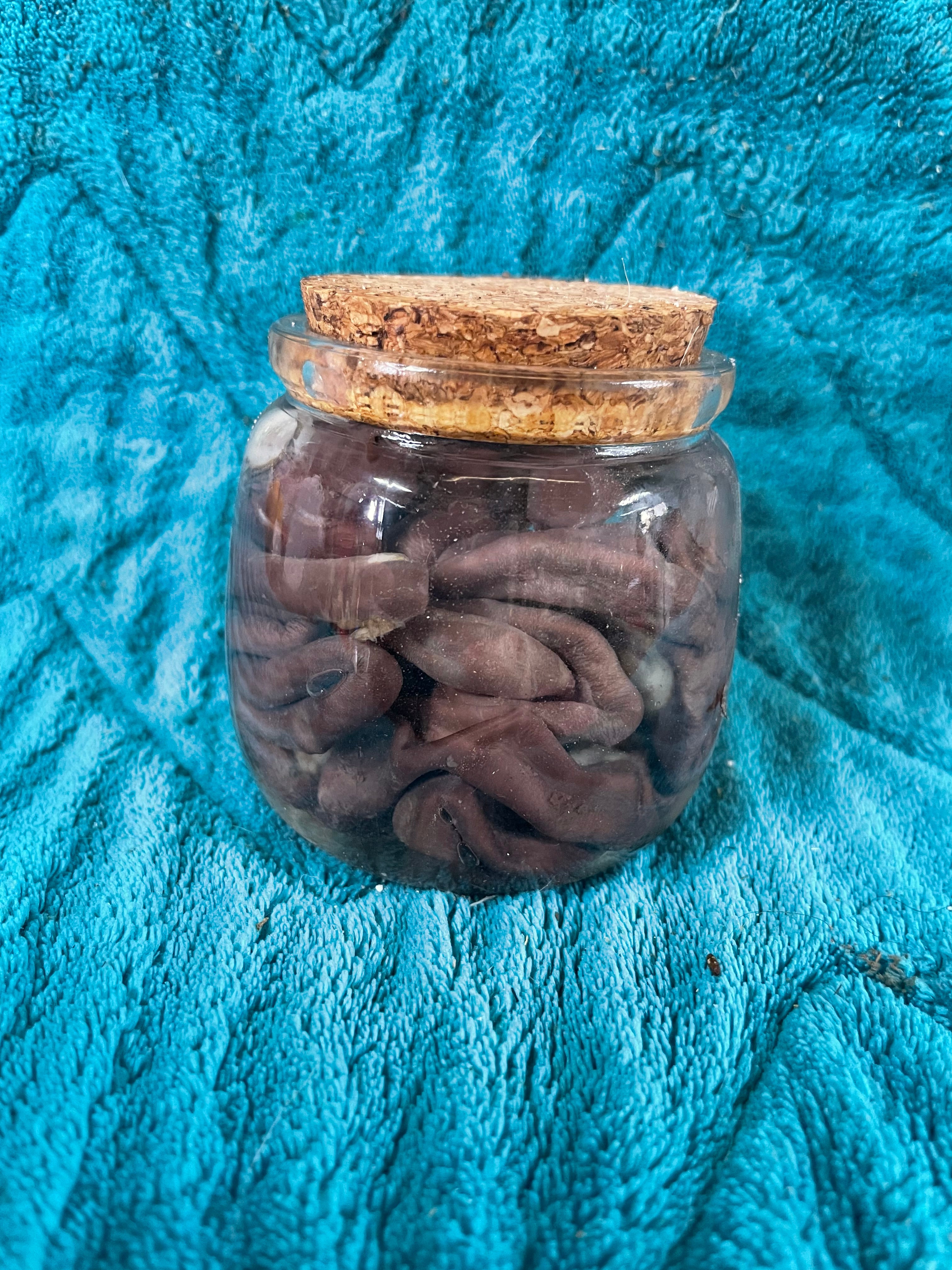 Kitten Intestines