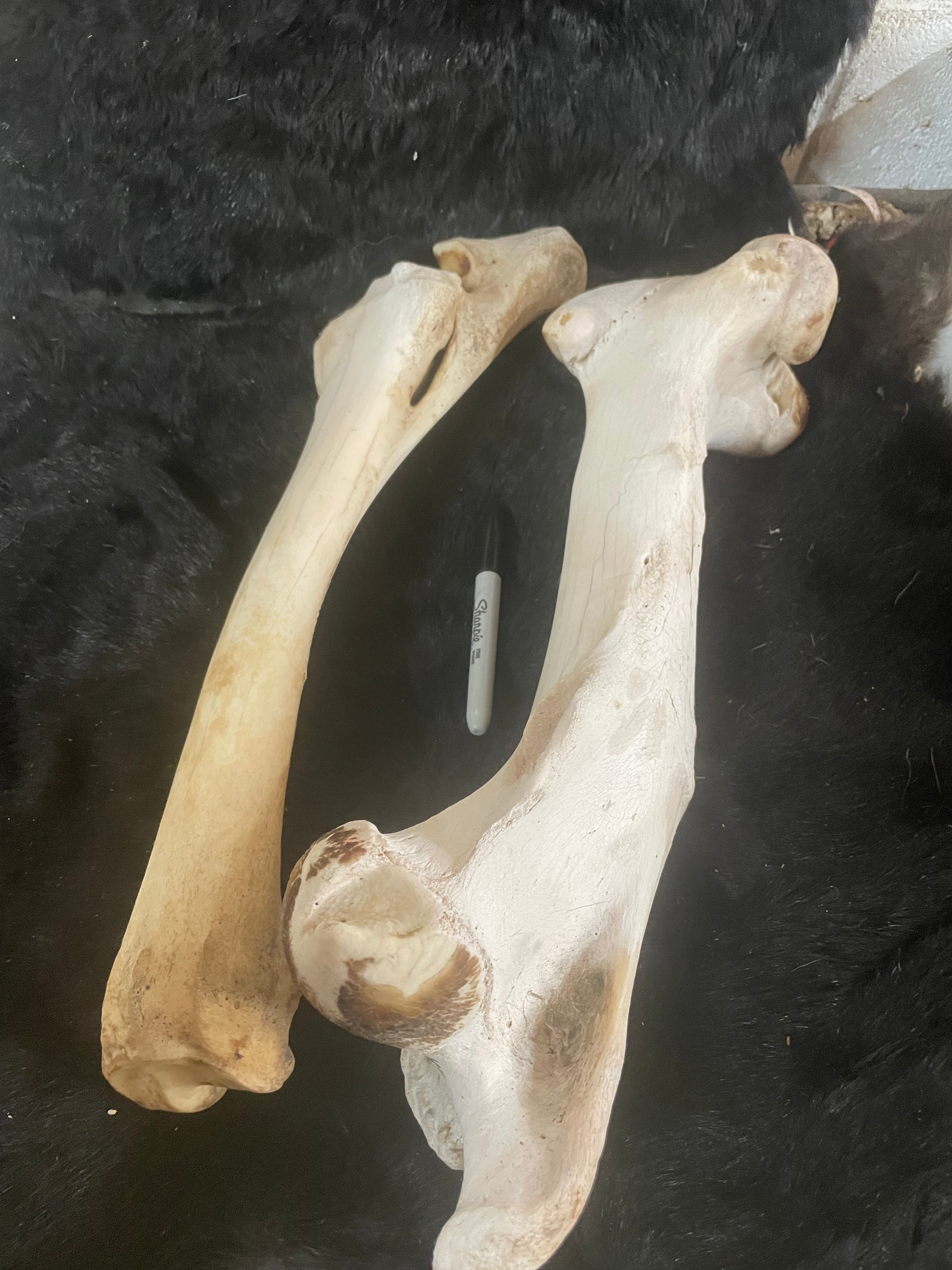 Misc Leg Bones
