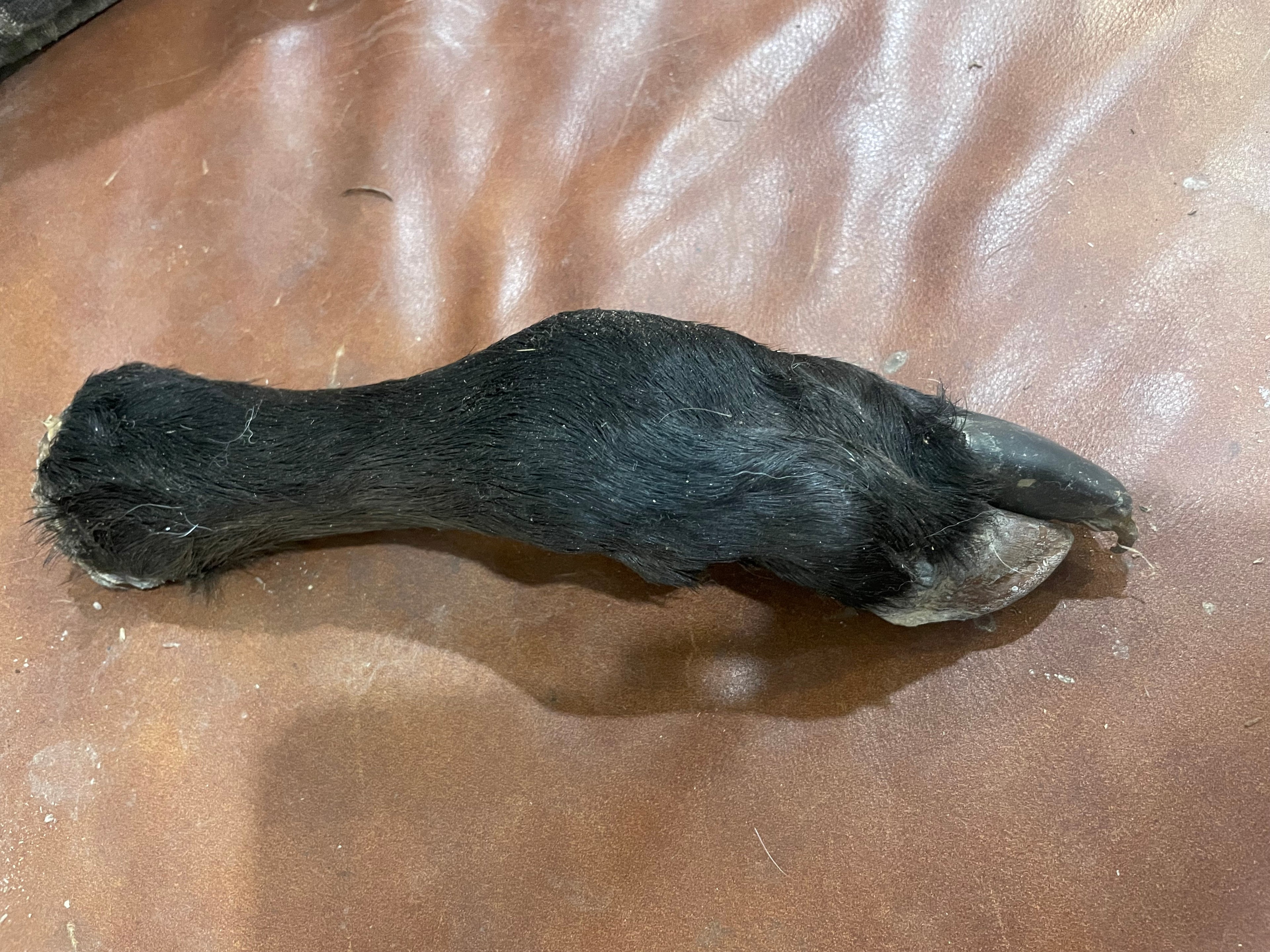 Mummified Calf Leg