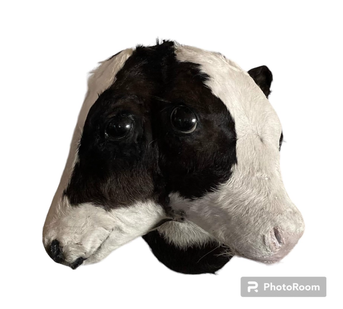 Commissioned 2 Headed Calves Gaft. Log in for wholesale prices