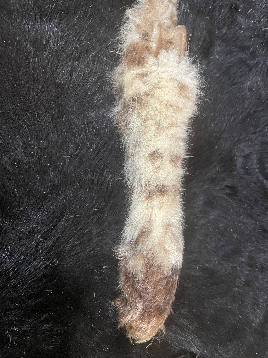 Lamb Leg Mummified black and White