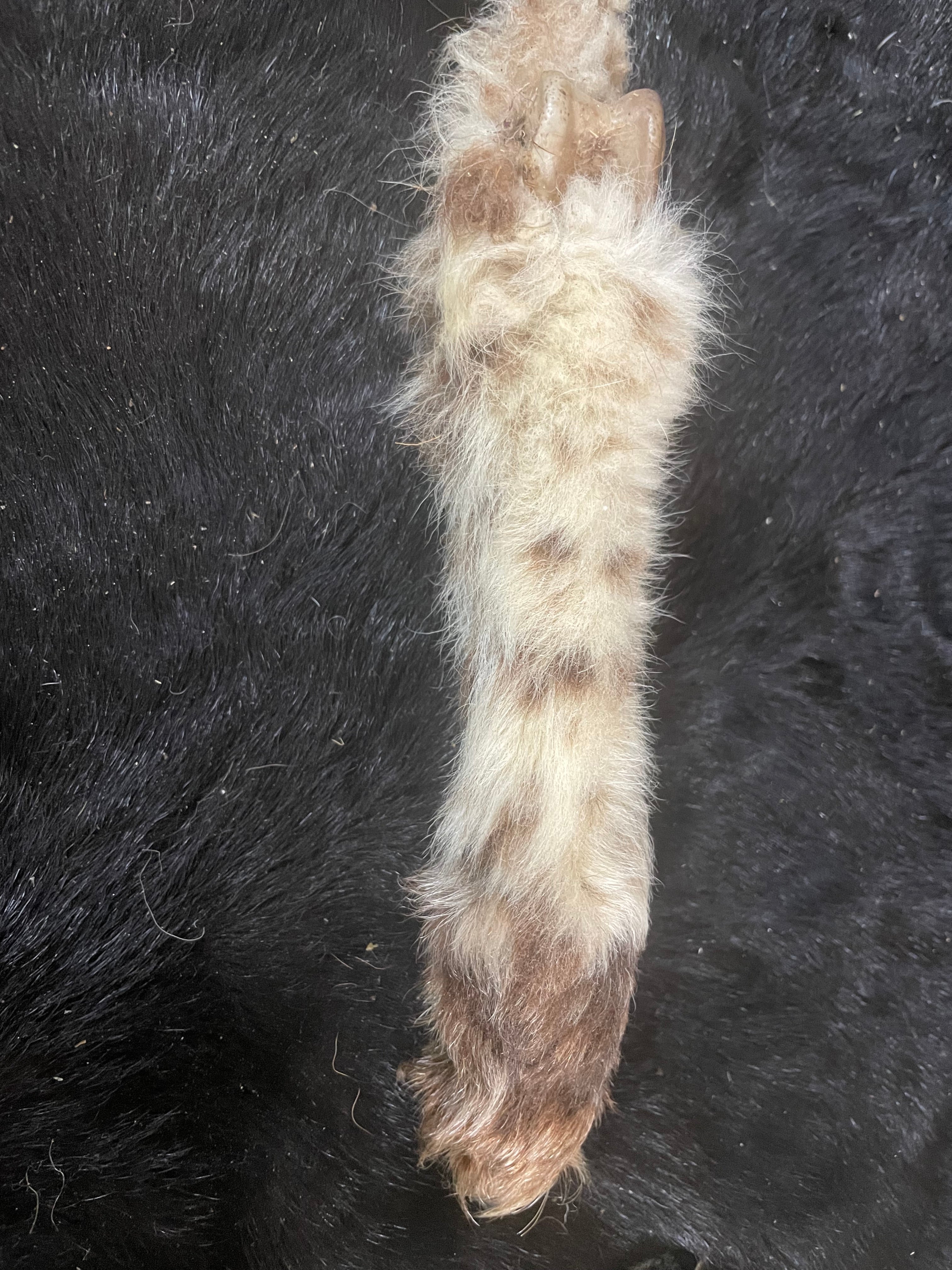 Lamb Leg Mummified black and White