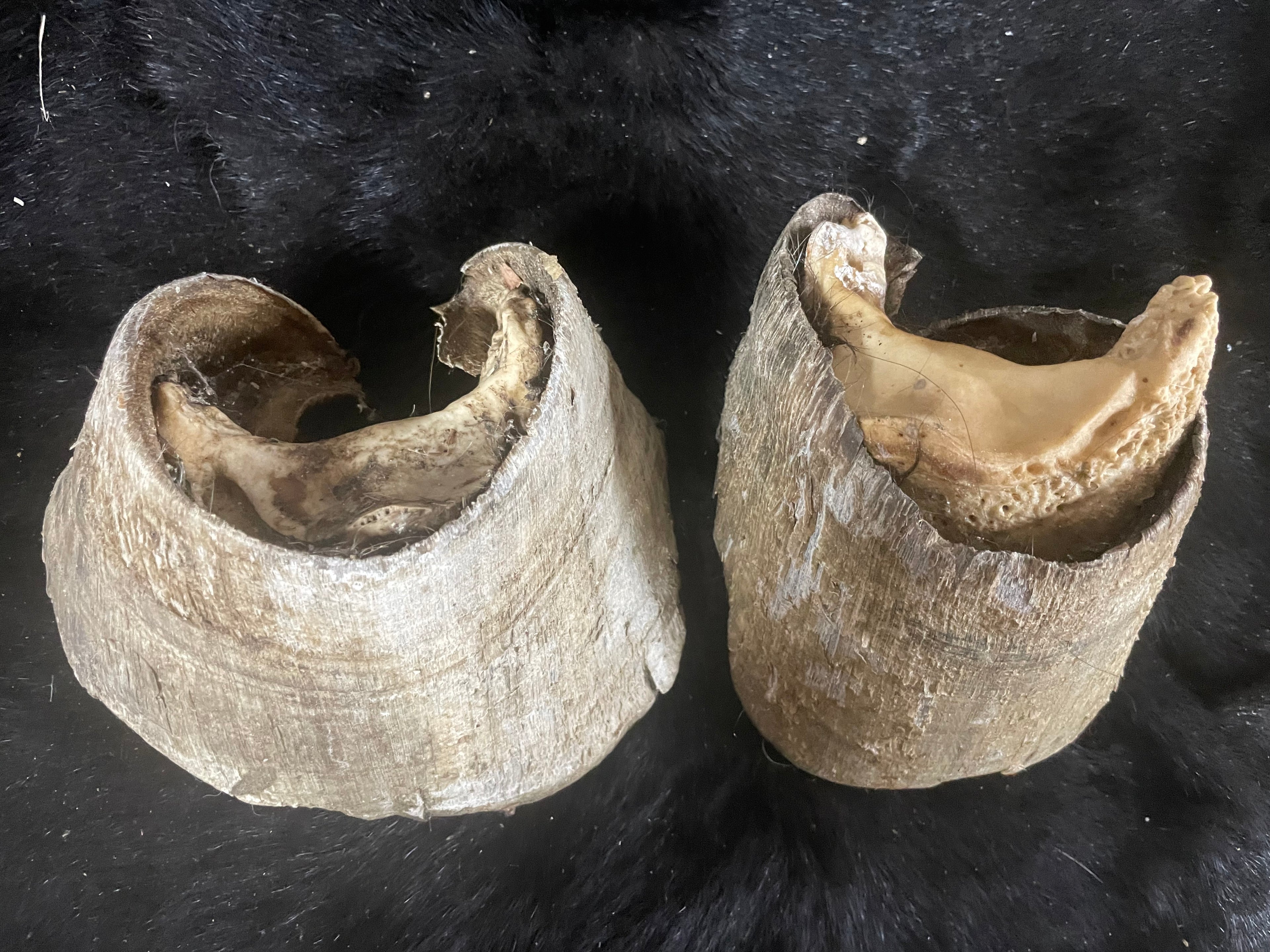 8 pairs of horse Hooves
