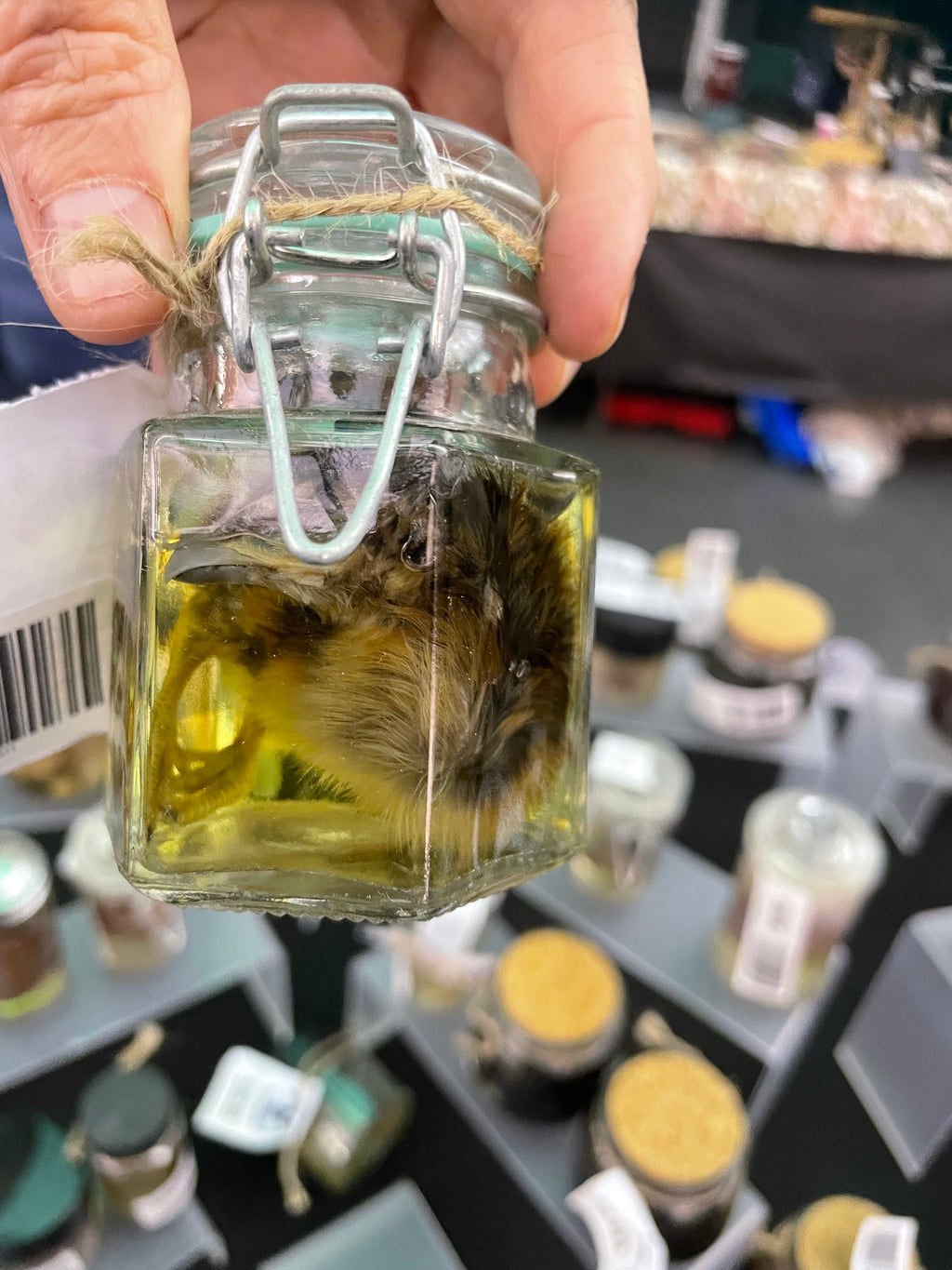 Silky Chick  Wet Specimen