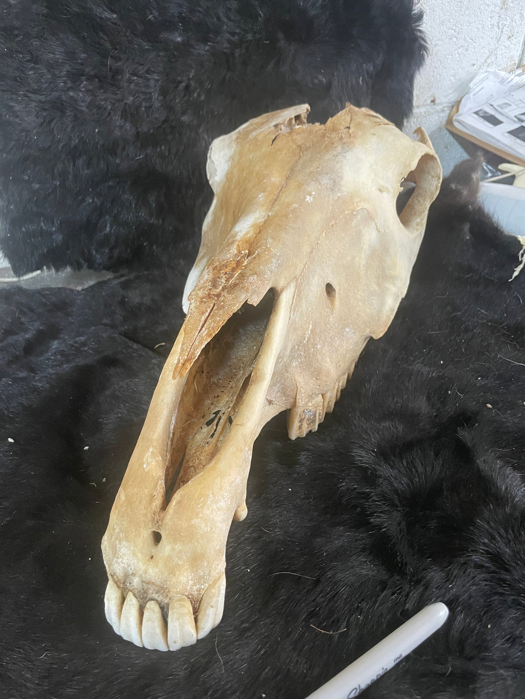Craft Grade Horse Skull Wild Stallion