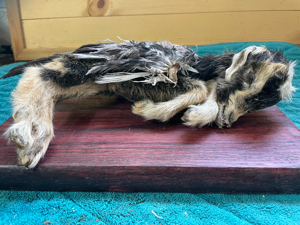 Mummified Flying Goat