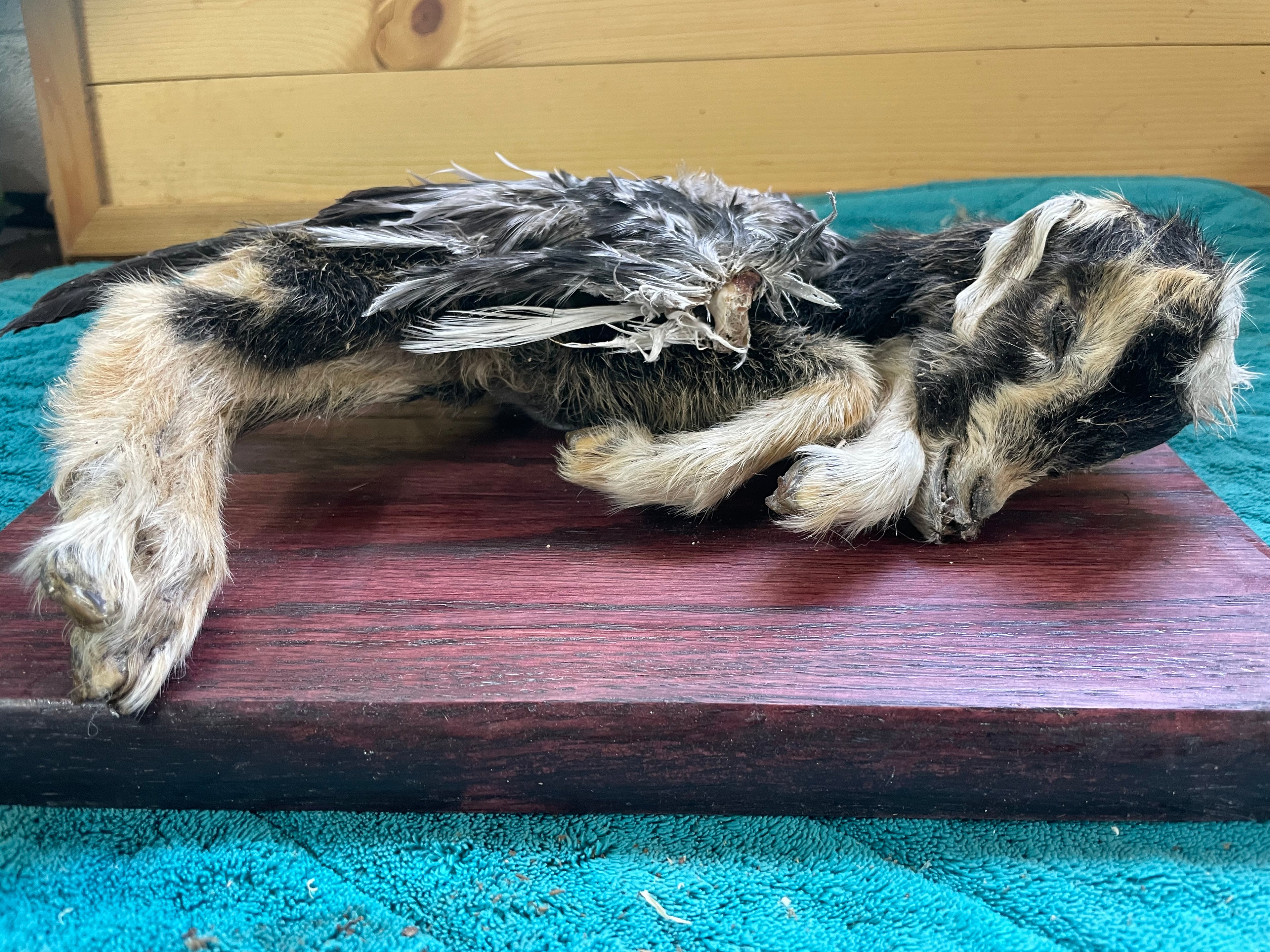 Mummified Flying Goat