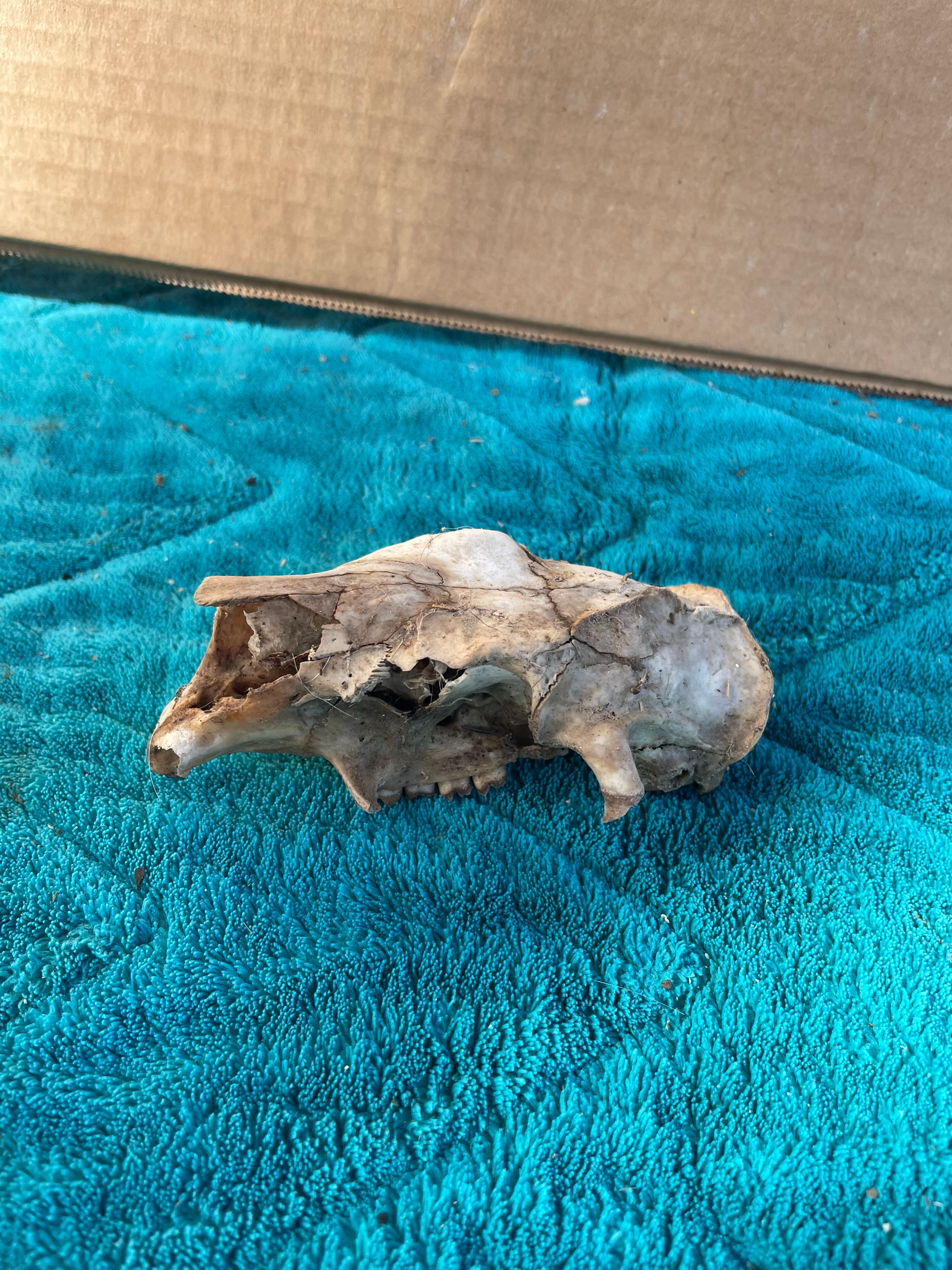 Craft Grade Baby Beaver Skull