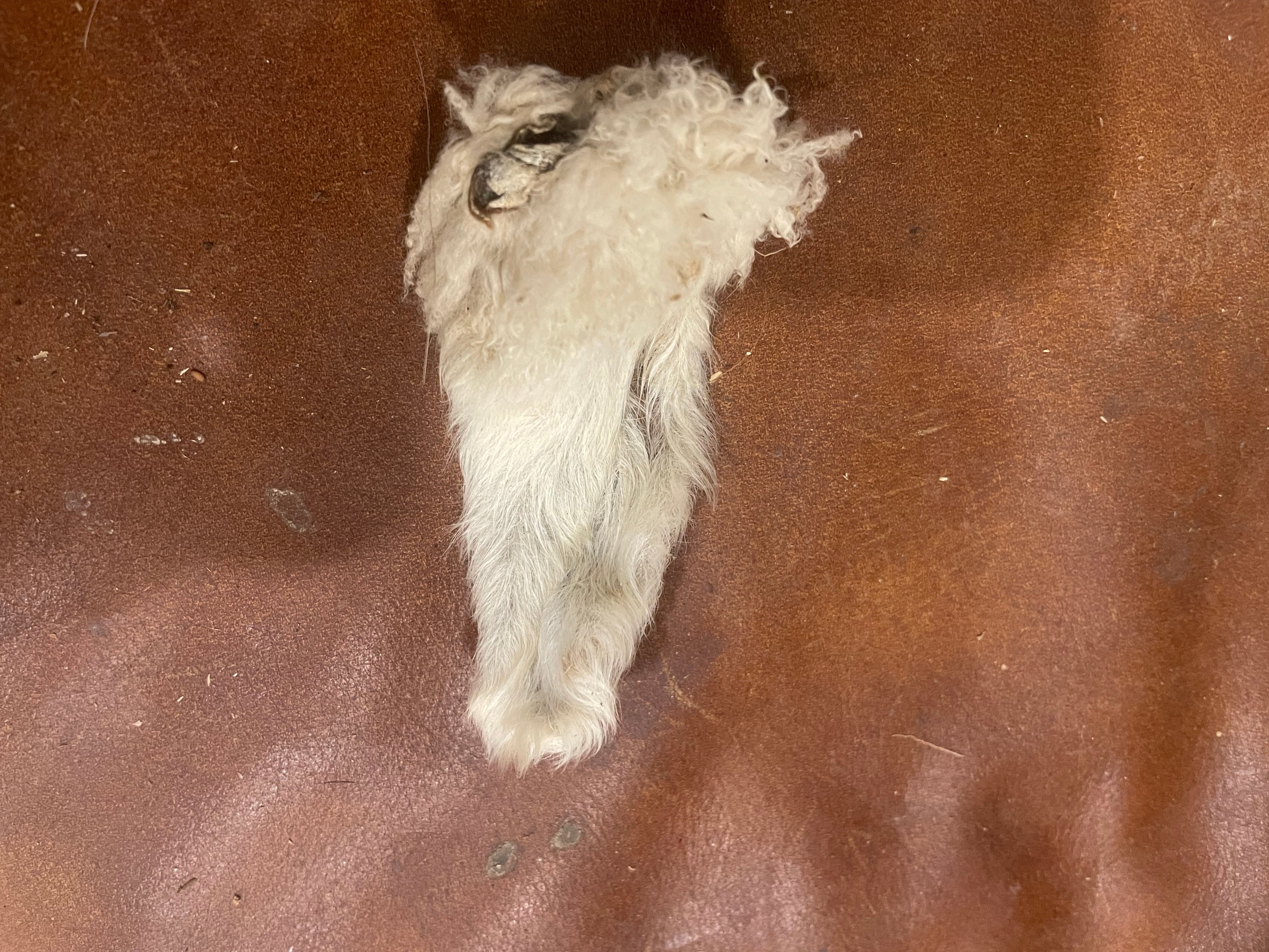 Sheep Ear