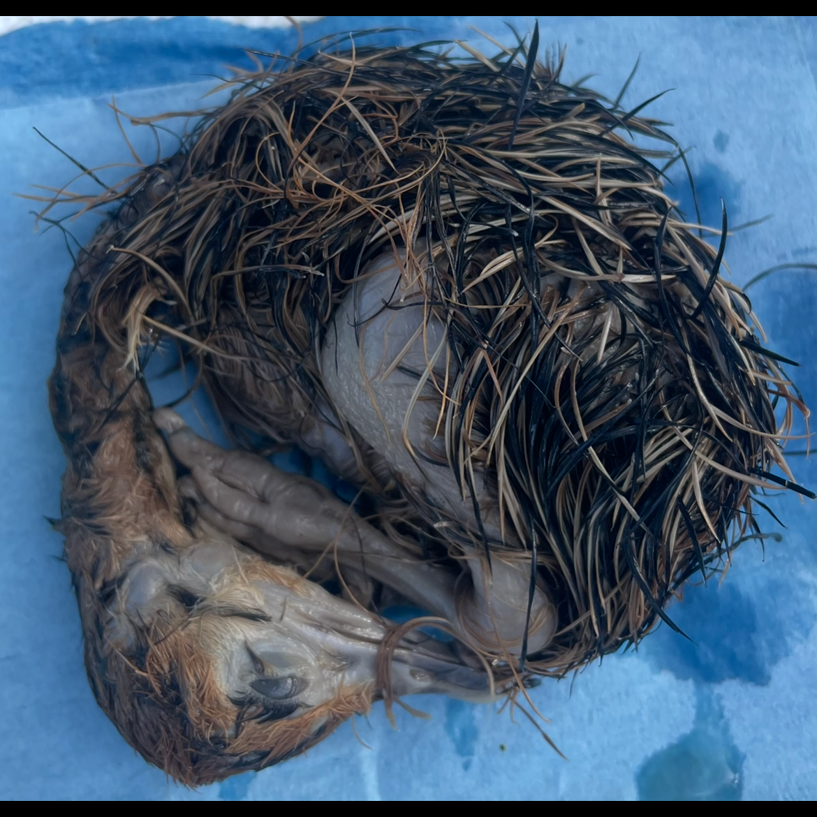 Rare*****Ostrich Wet Specimen