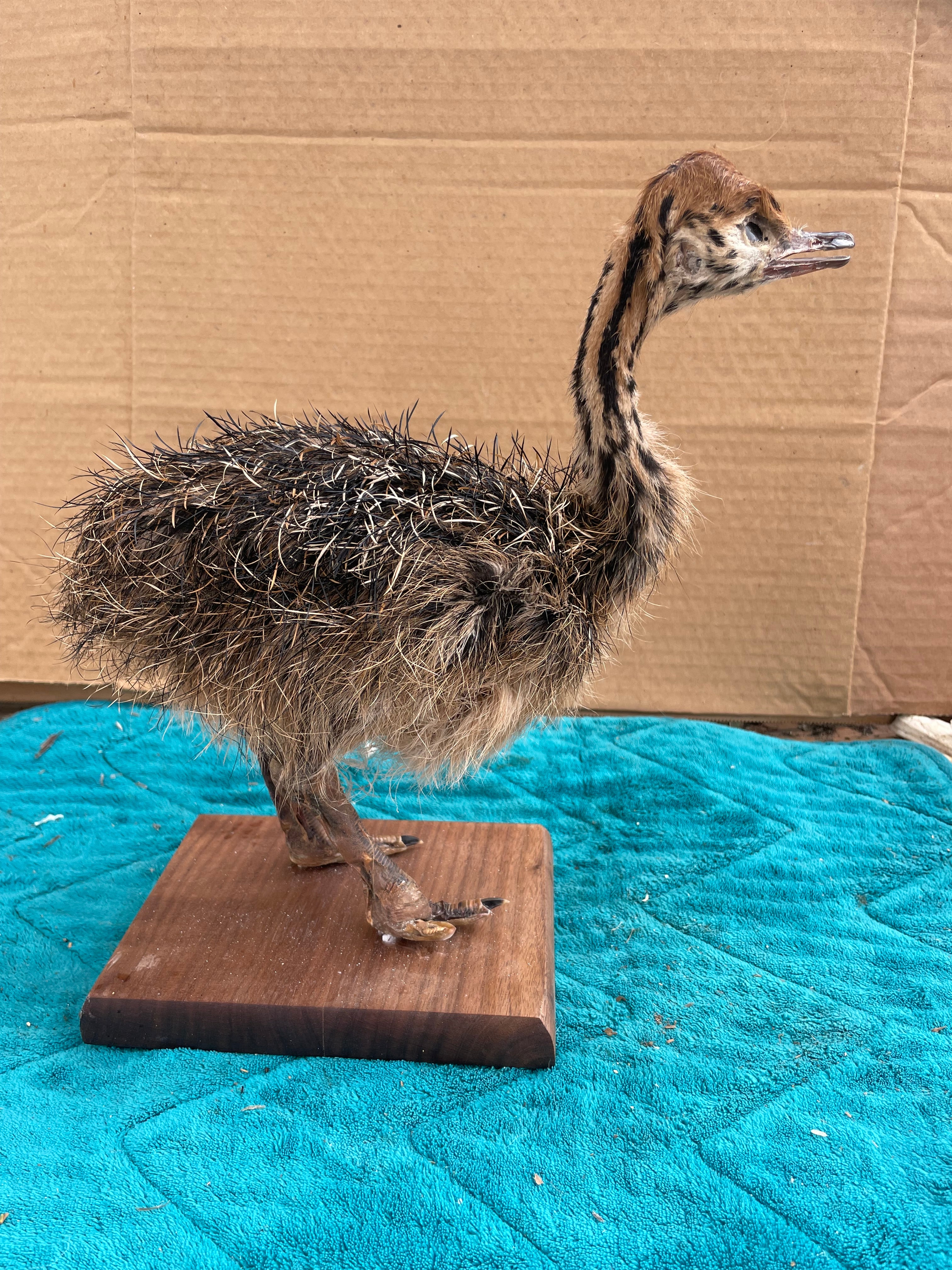 Ostrich Taxidermy Mount