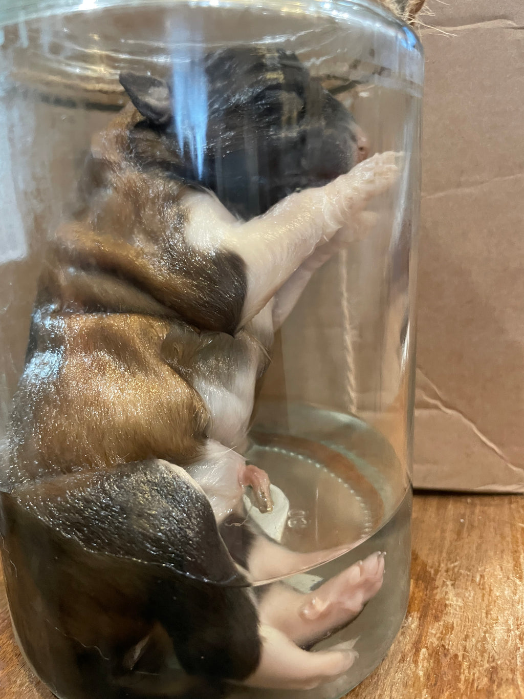 Anatolian Wet Specimen Puppy