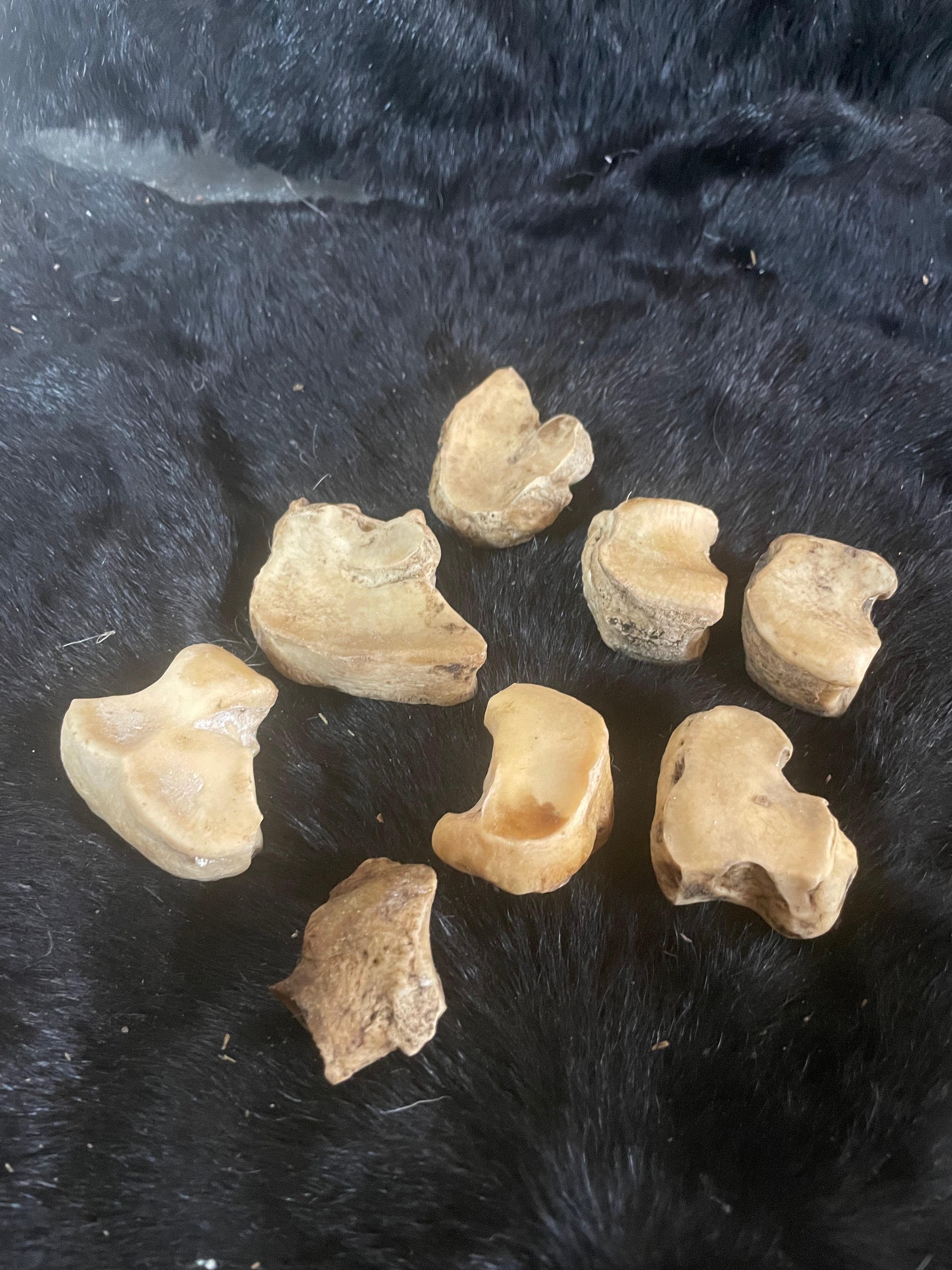 Misc Foal/Horse Knee bones