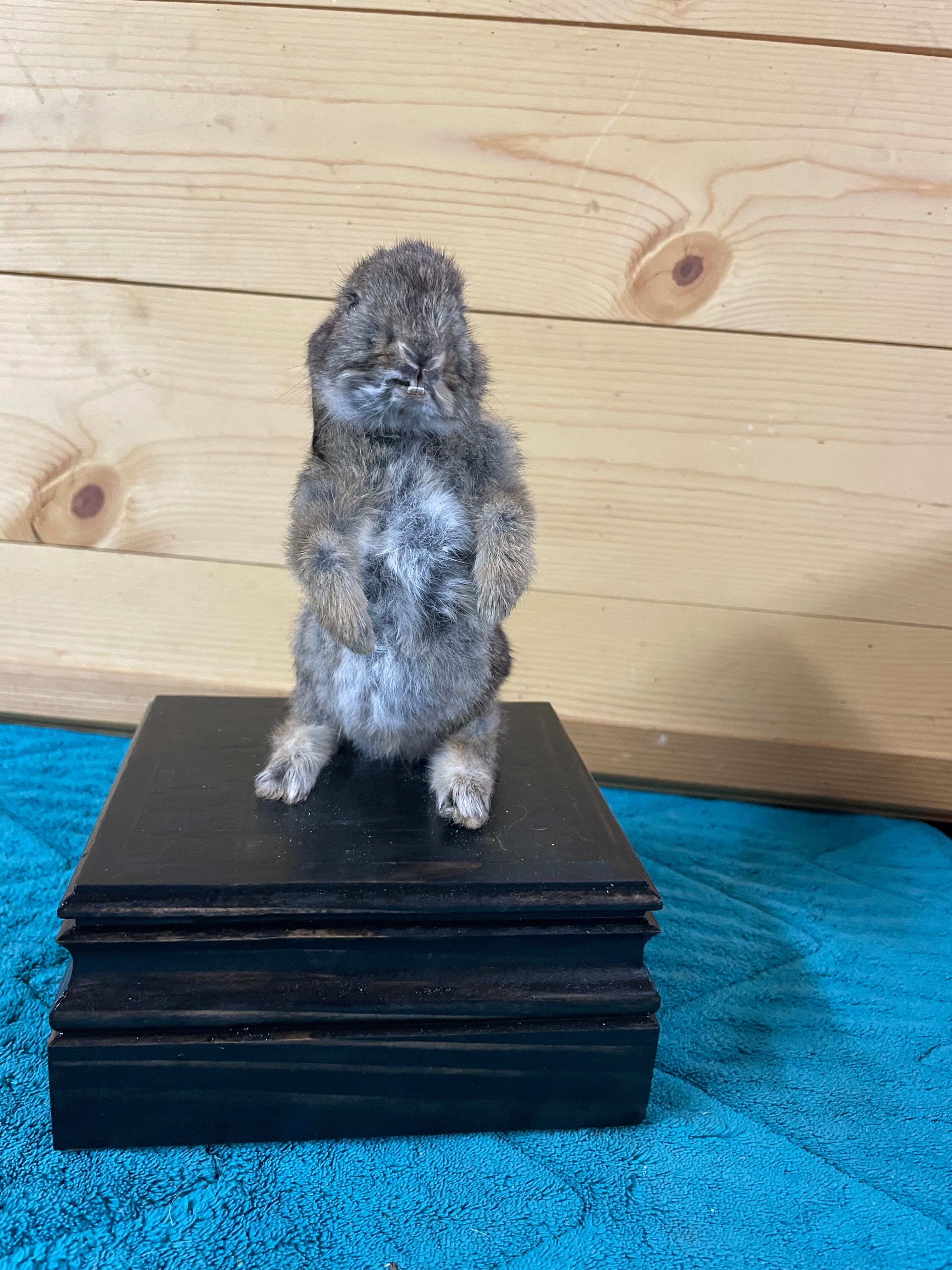 Small Baby Bunny Rabbit