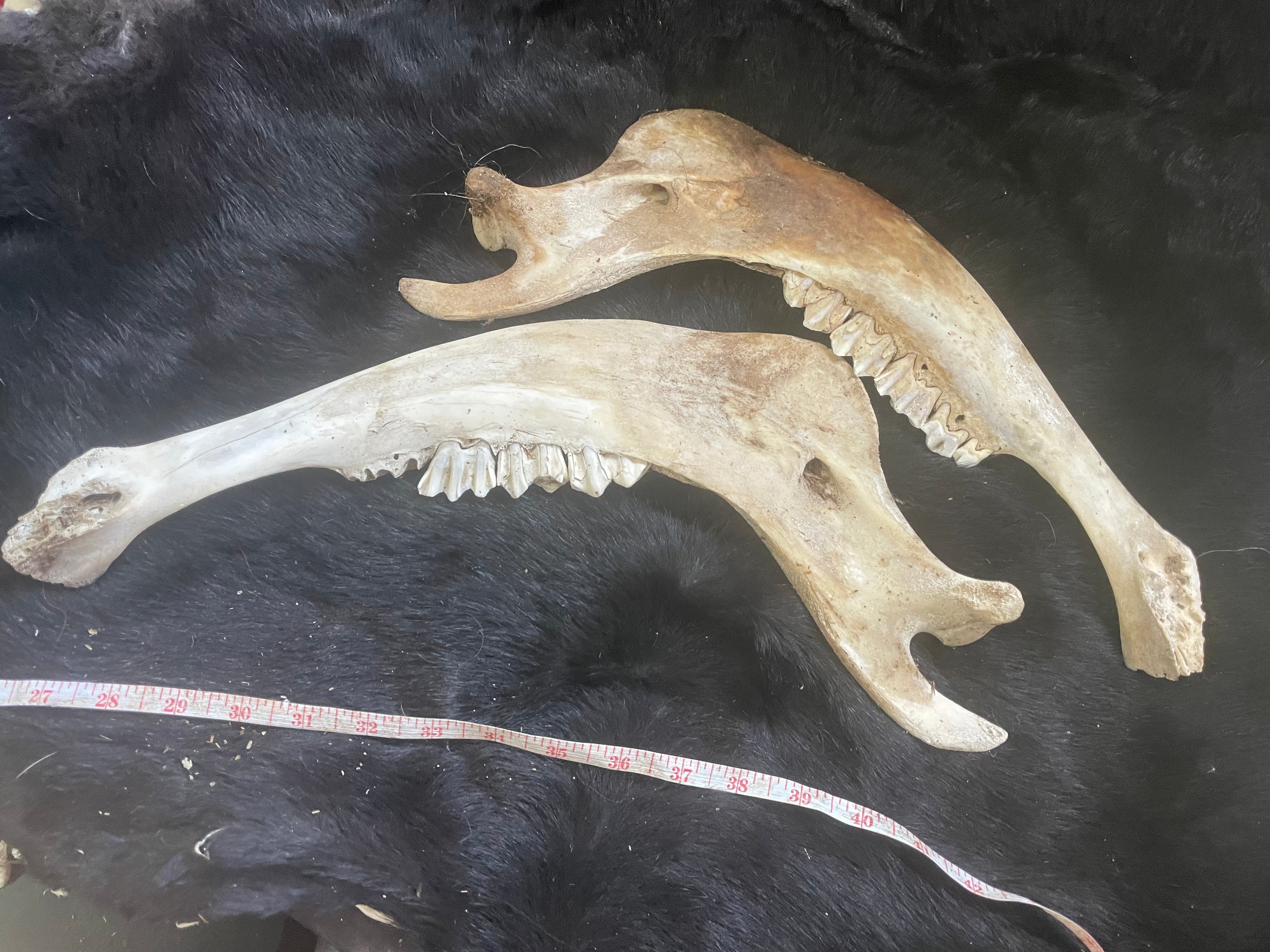 Bison Jaw Bone Lot