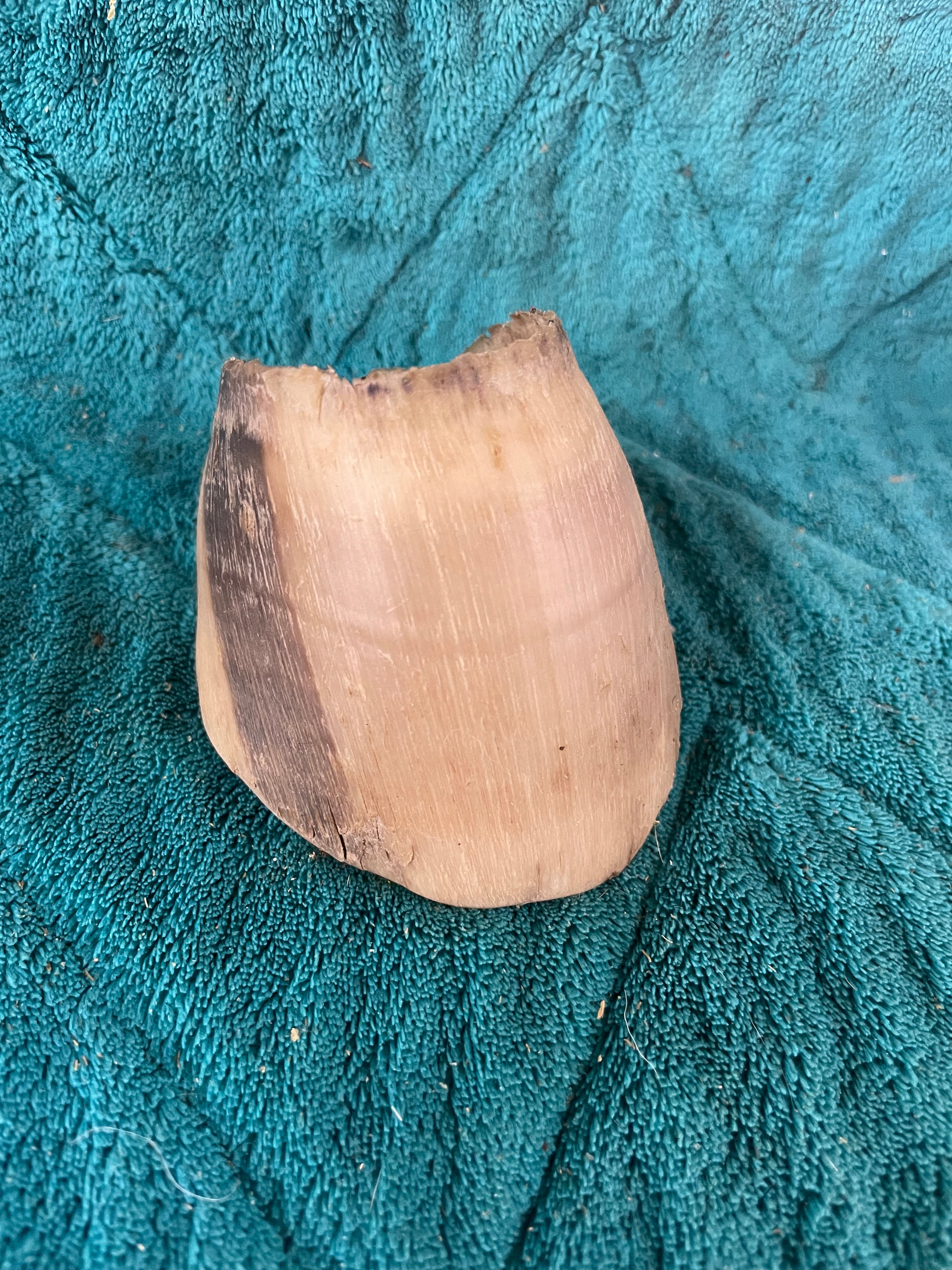 Foal Hoof Born with a Heart Defect