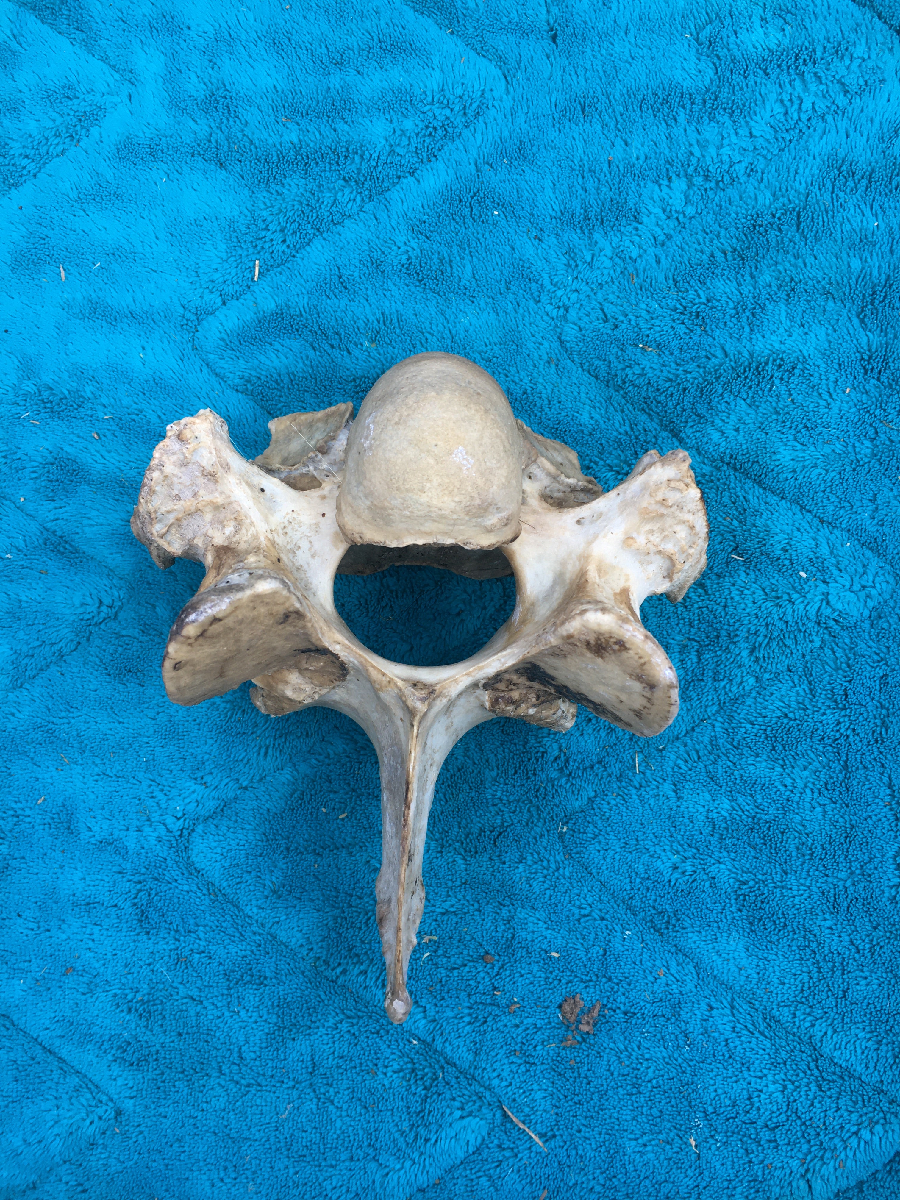 Foal Vertebrae