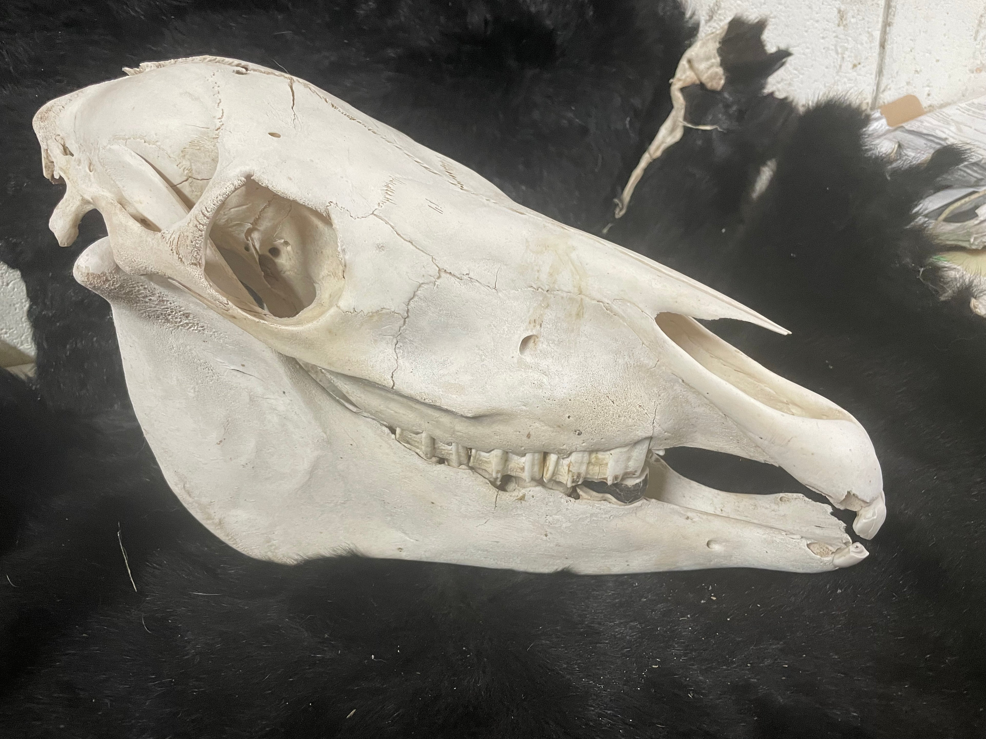 Foal Skull