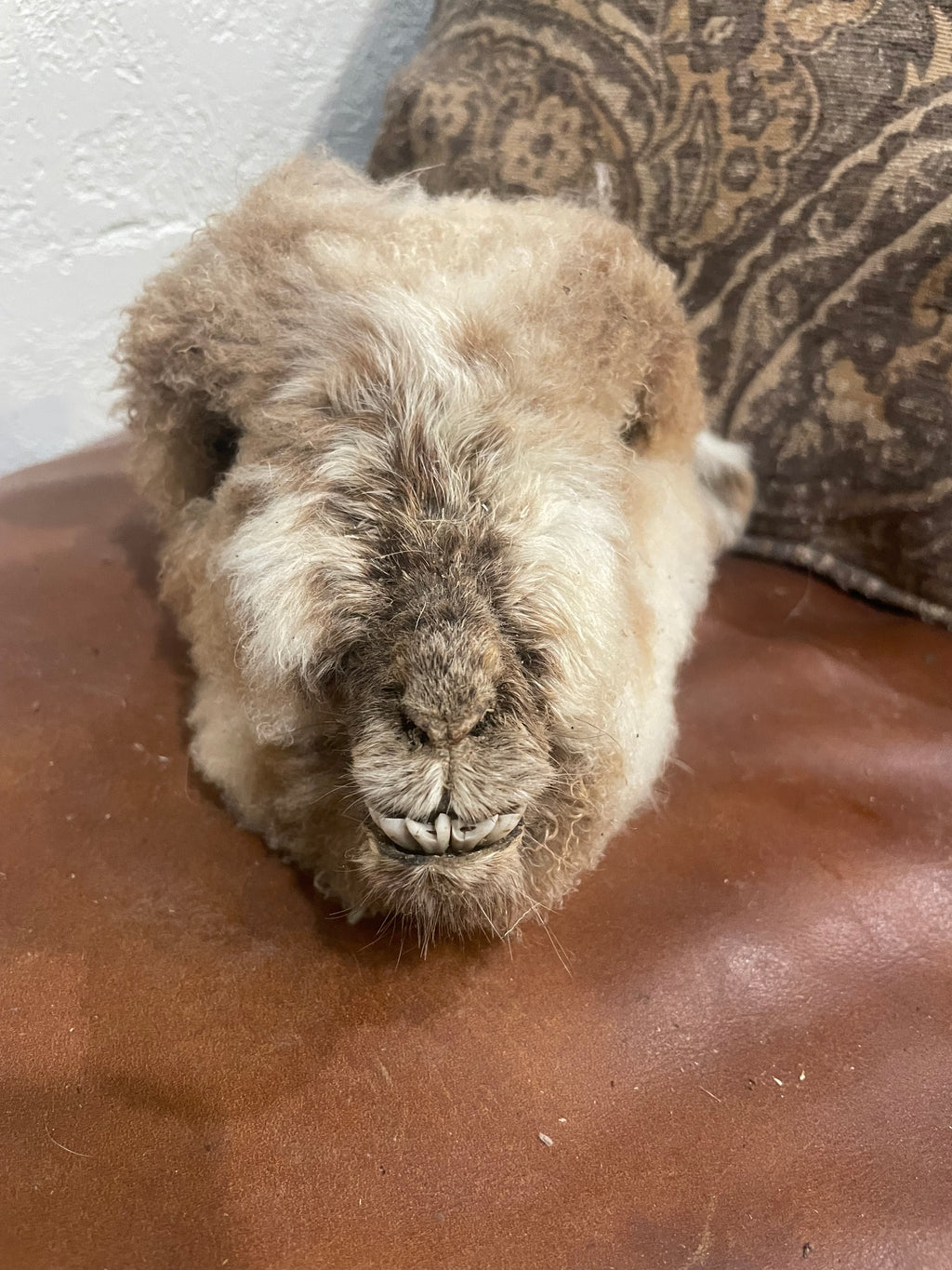 Med Lamb Head