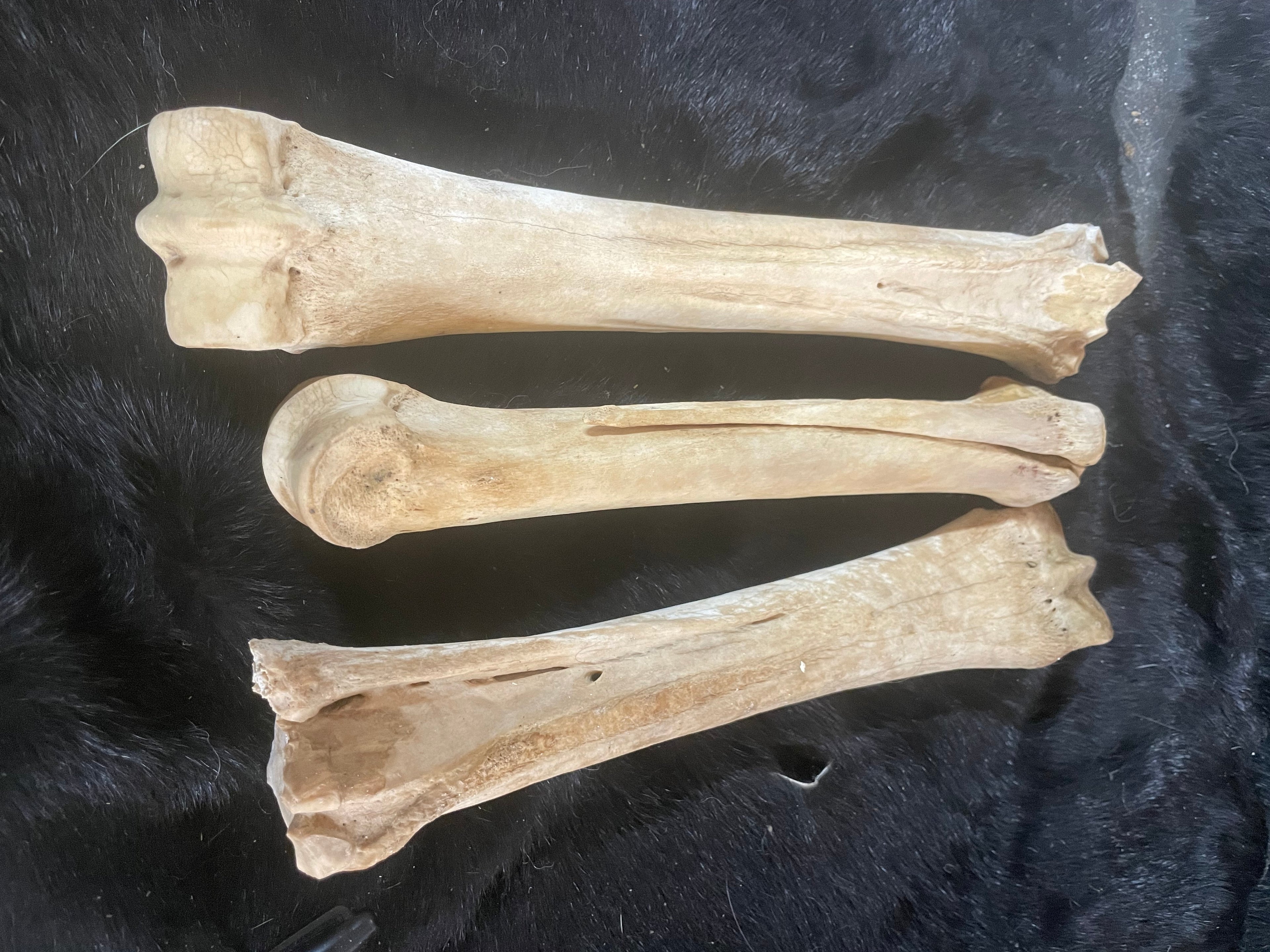 Foal leg bones