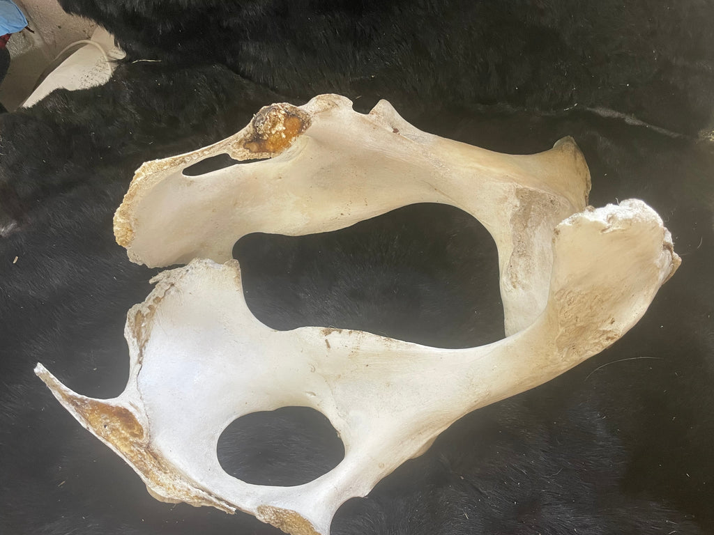 Partial Foal Pelvis