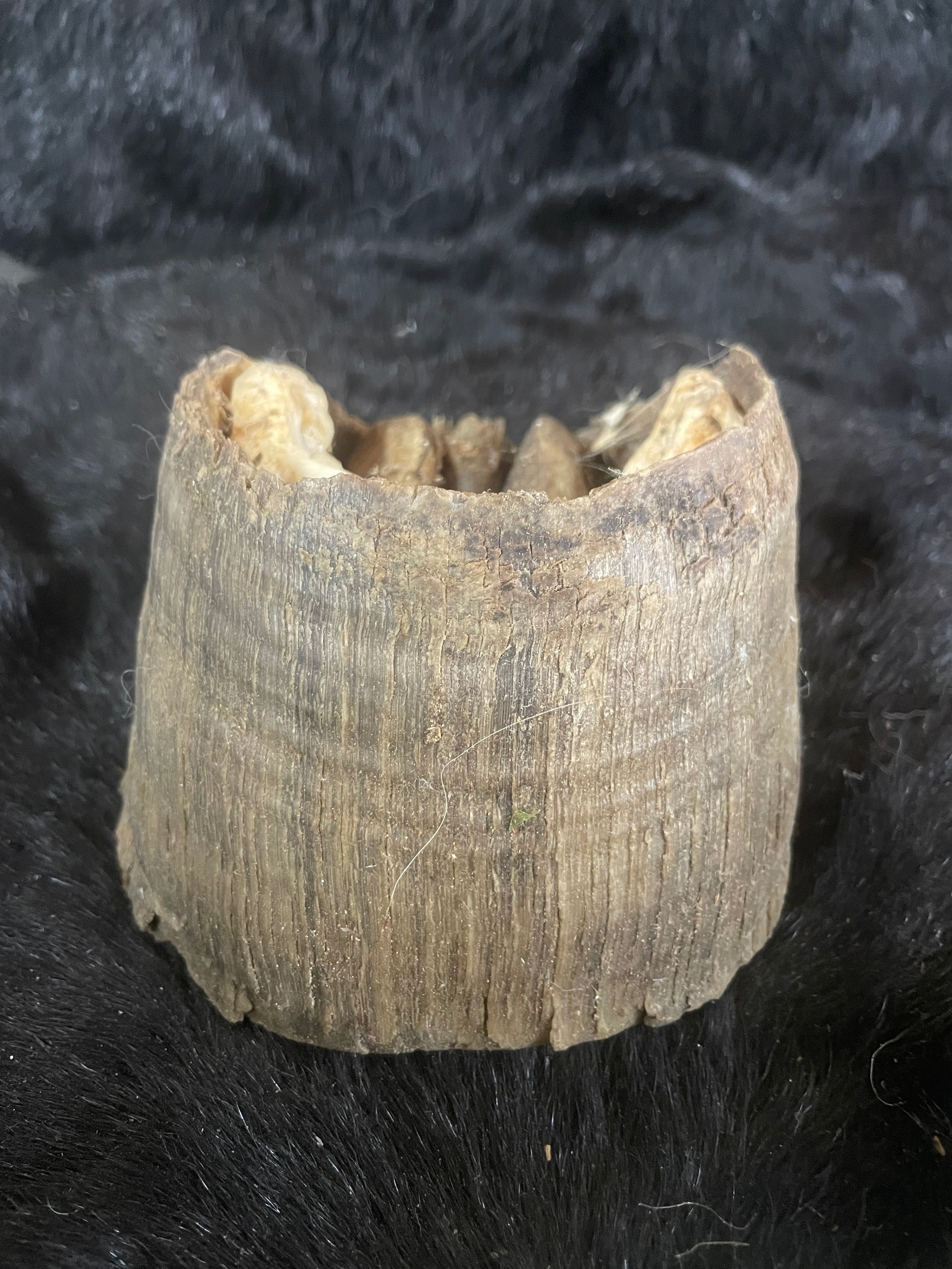 Horse Hoof