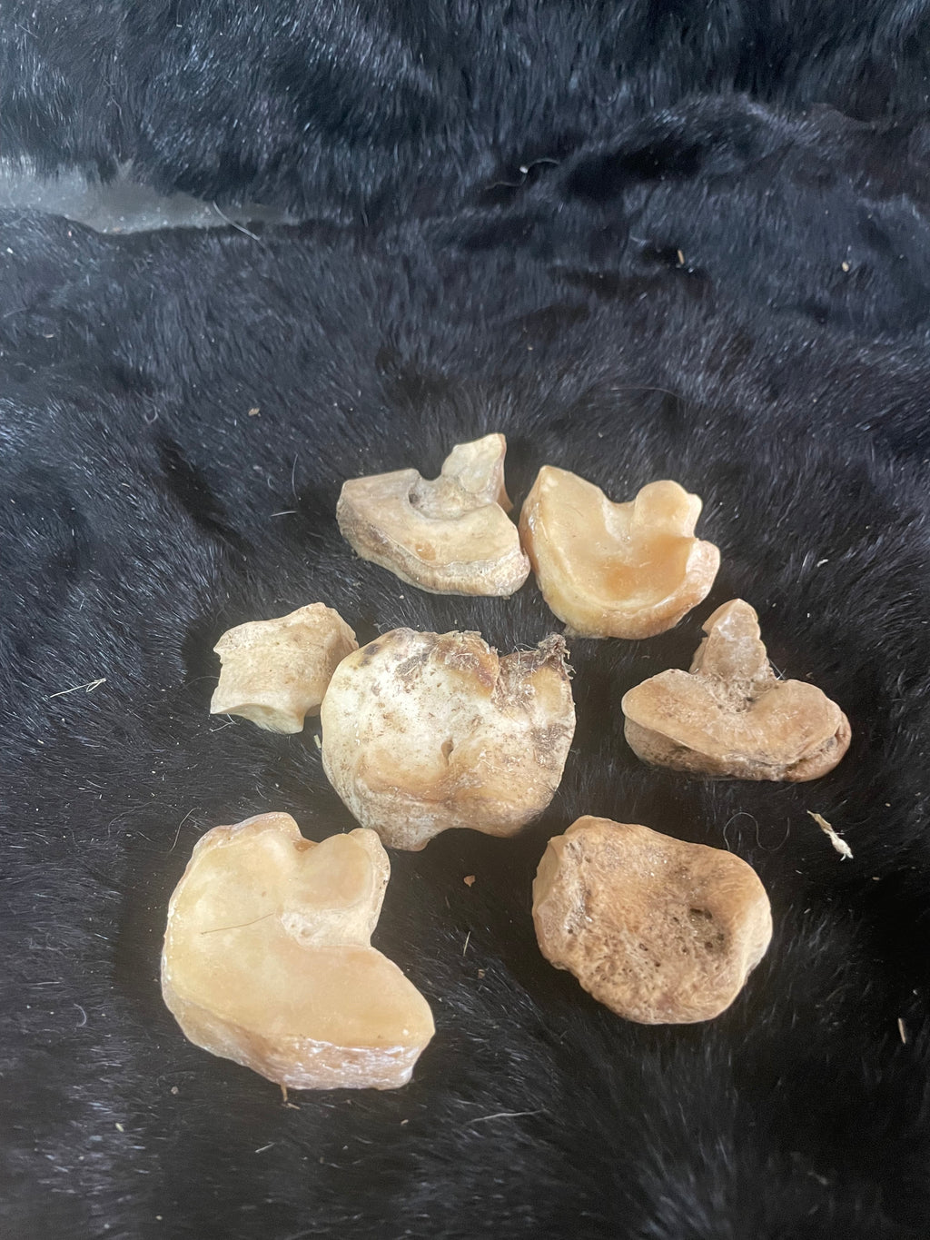 Misc Foal/Horse Knee bones