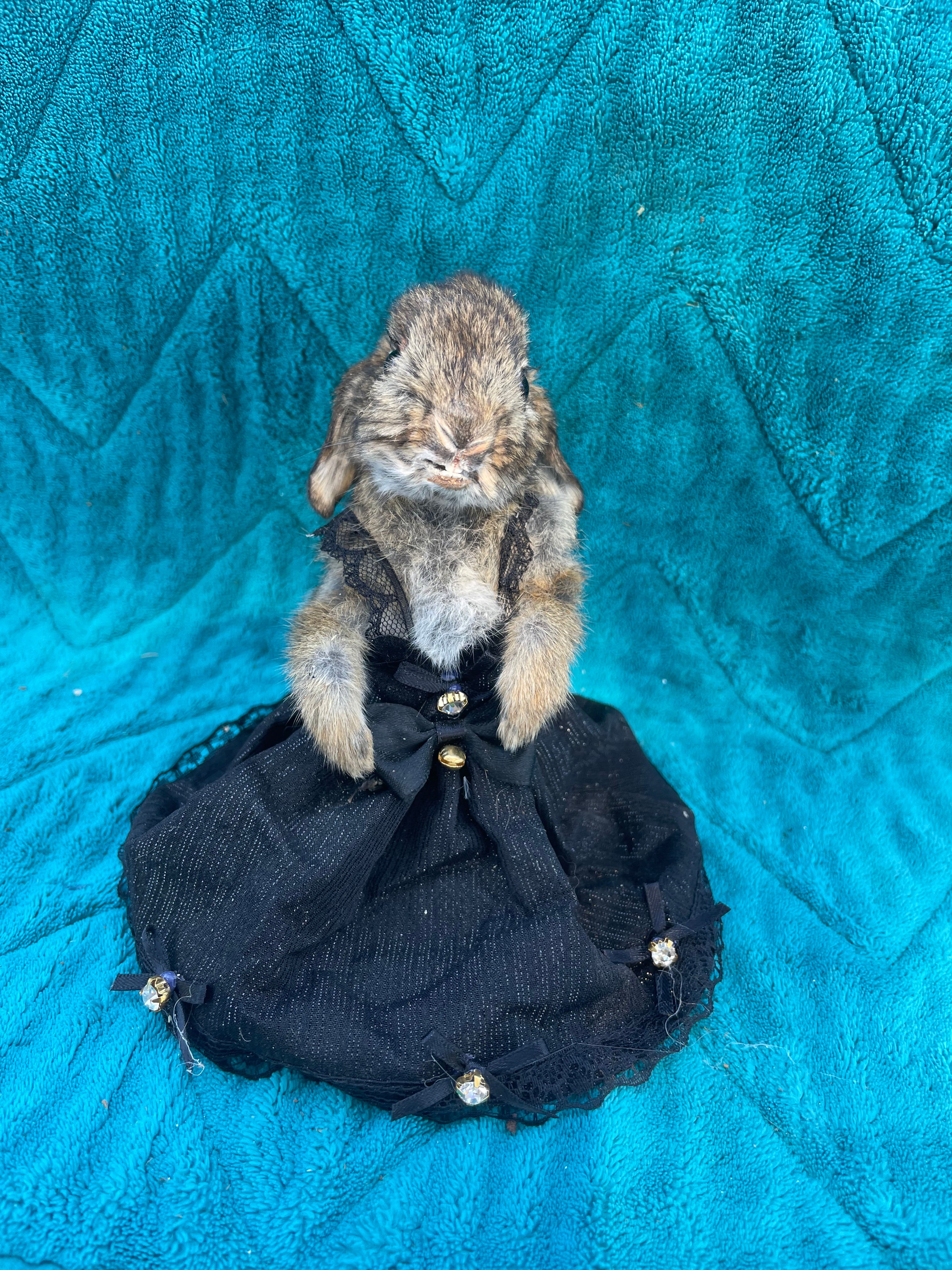 Gothic Baby Rabbit