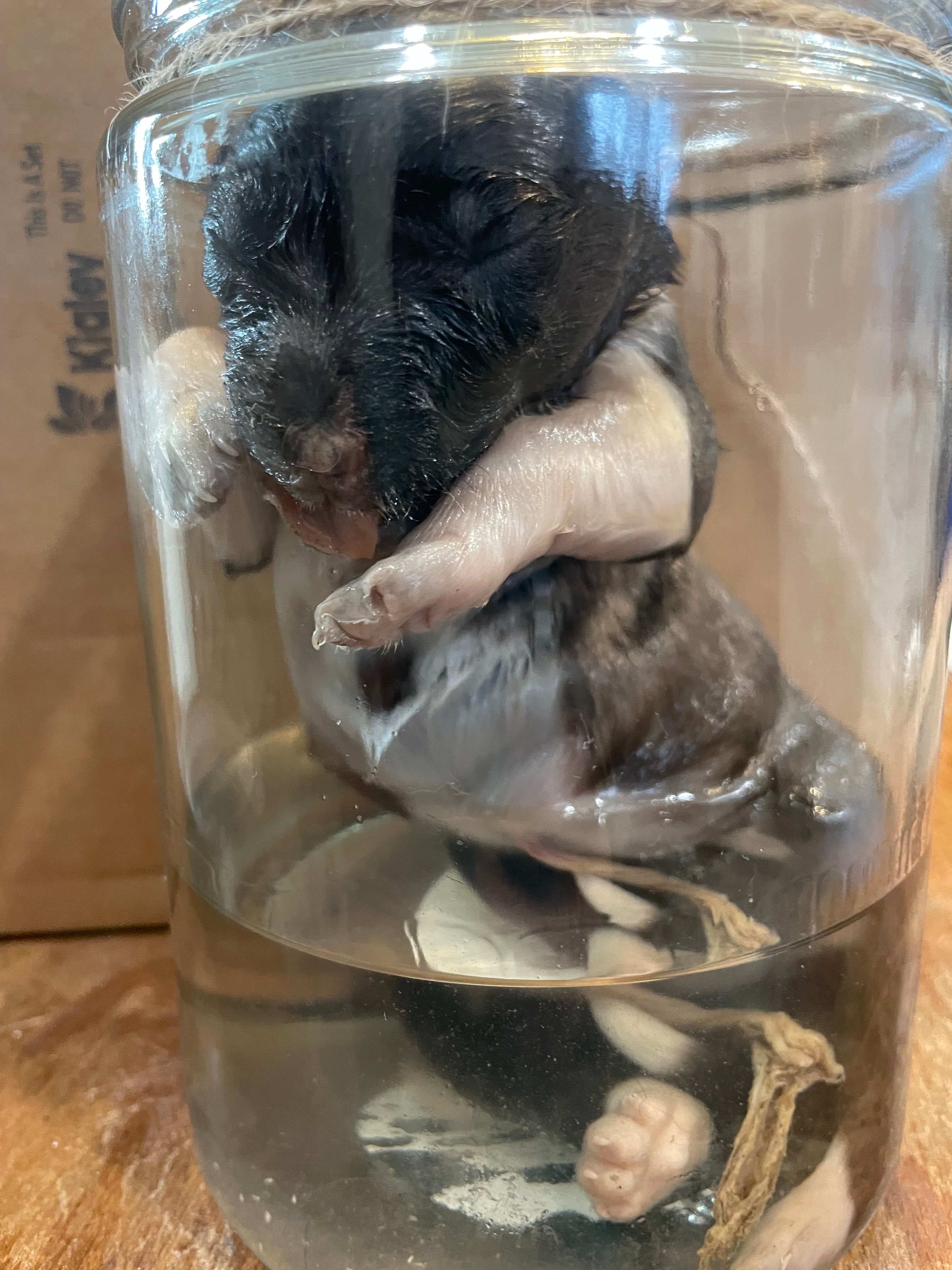 Anatolian Wet Specimen Puppy