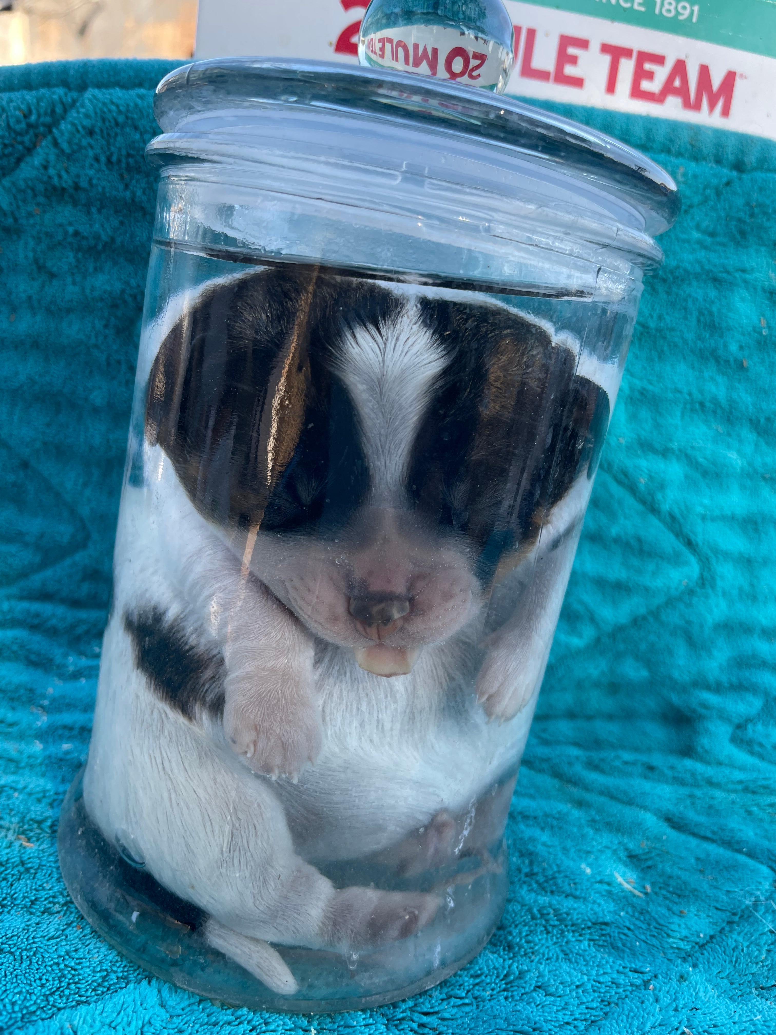 **Rare Breed*** Petit Basset Griffon Vindeen Puppy