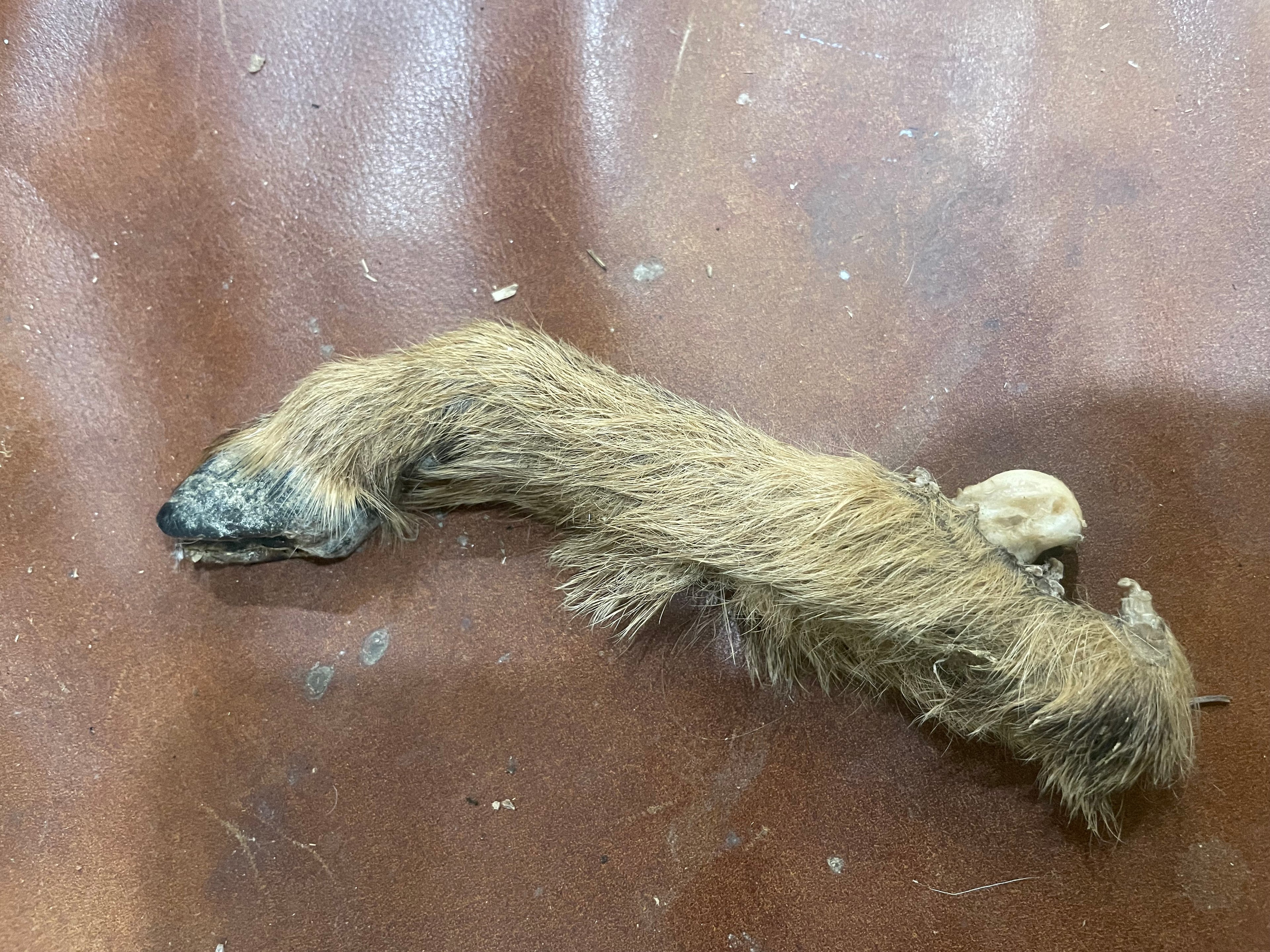 Goat Leg