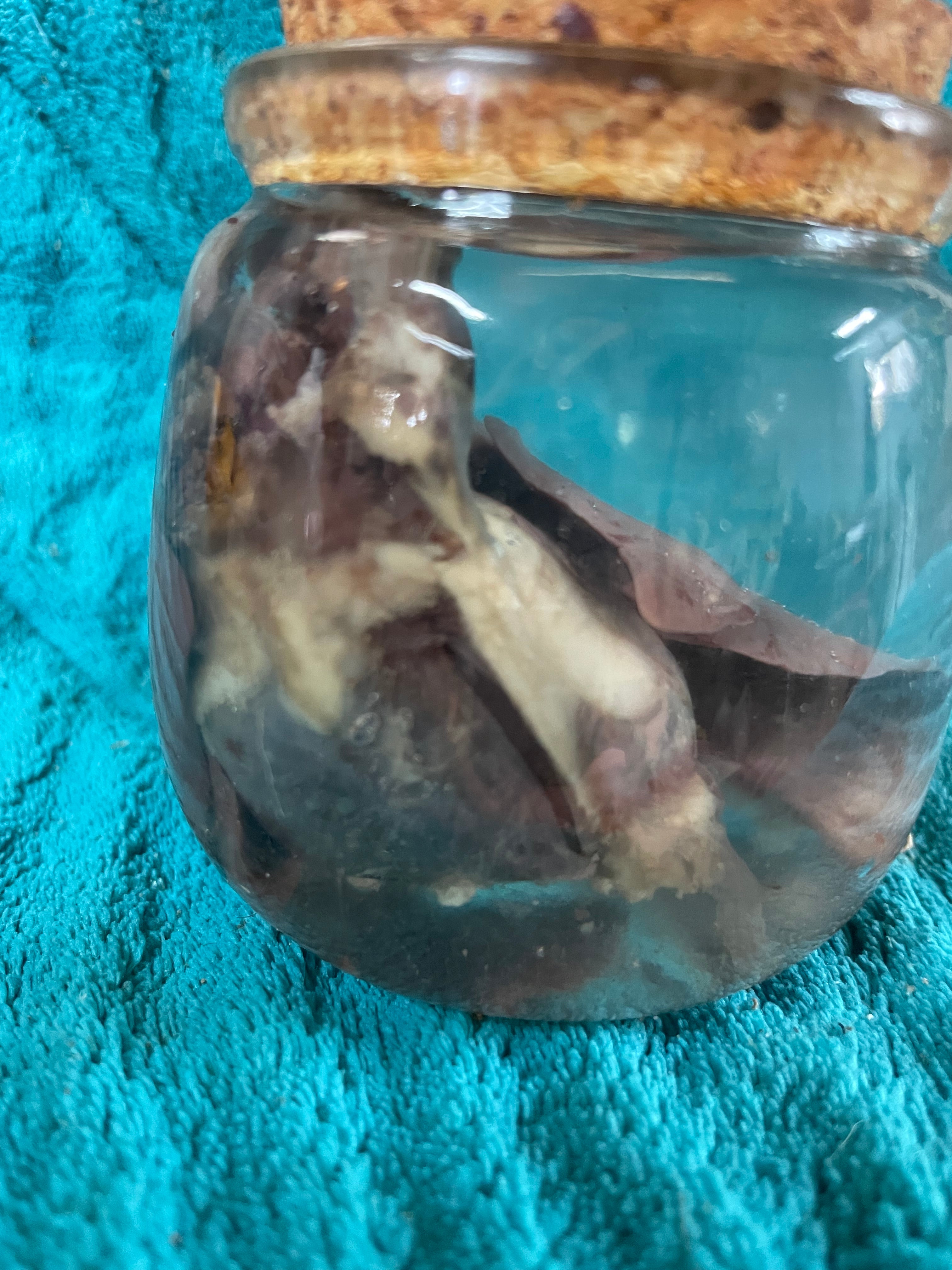 Kitten Heart and Lungs