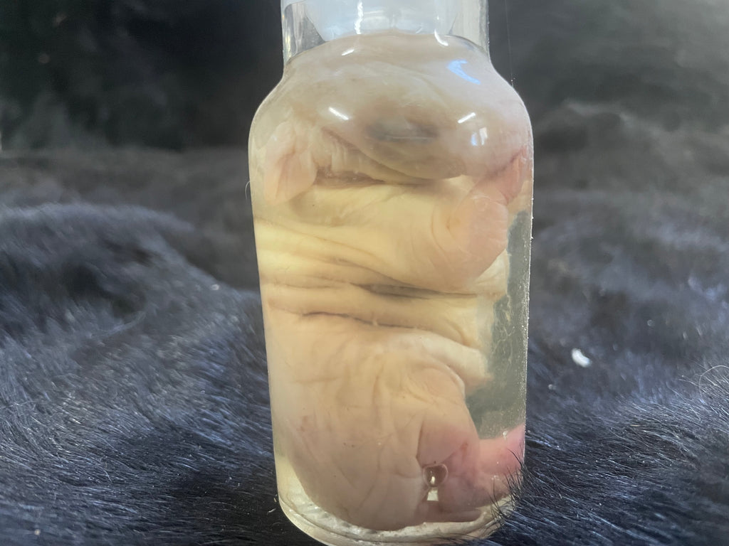 Dwarf Hotot Gothic Bunny