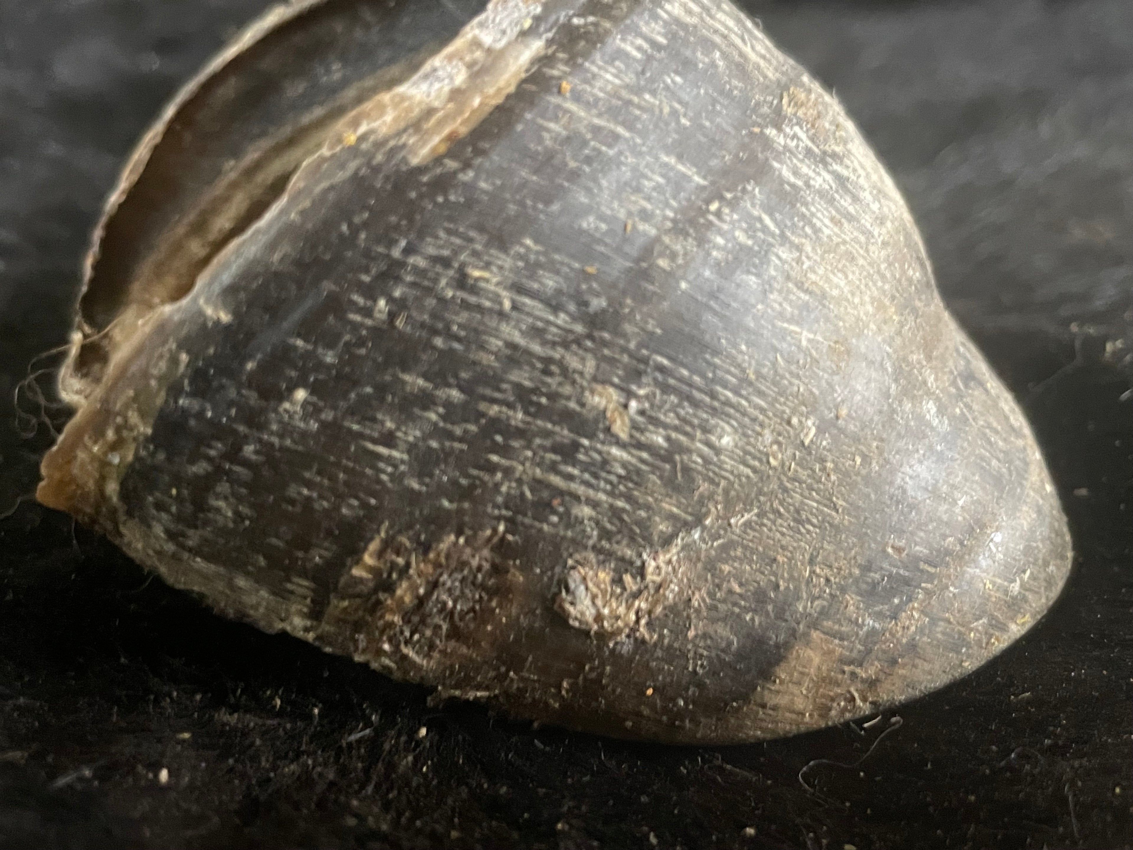 Foal Hoof with issues