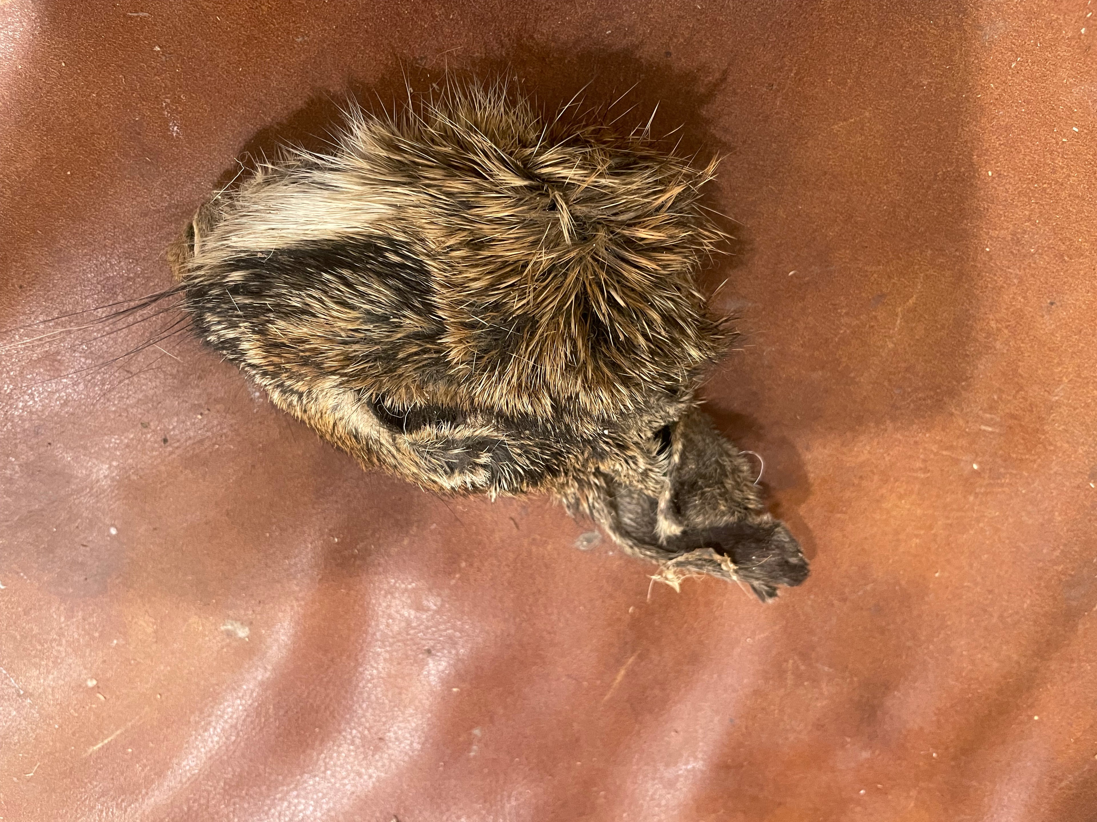 Rabbit Head Mummified Upsidedown