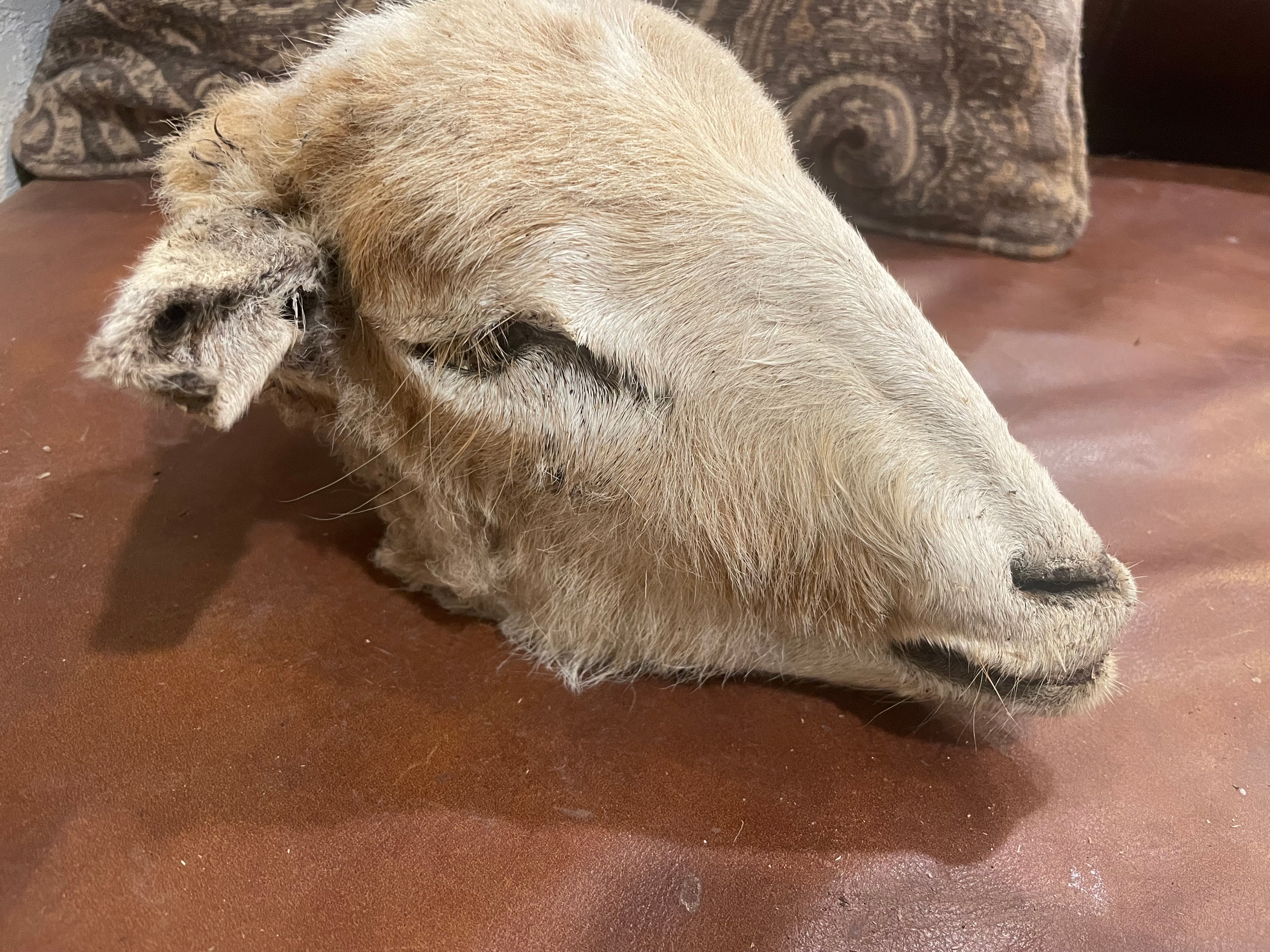 Large Sheep Head