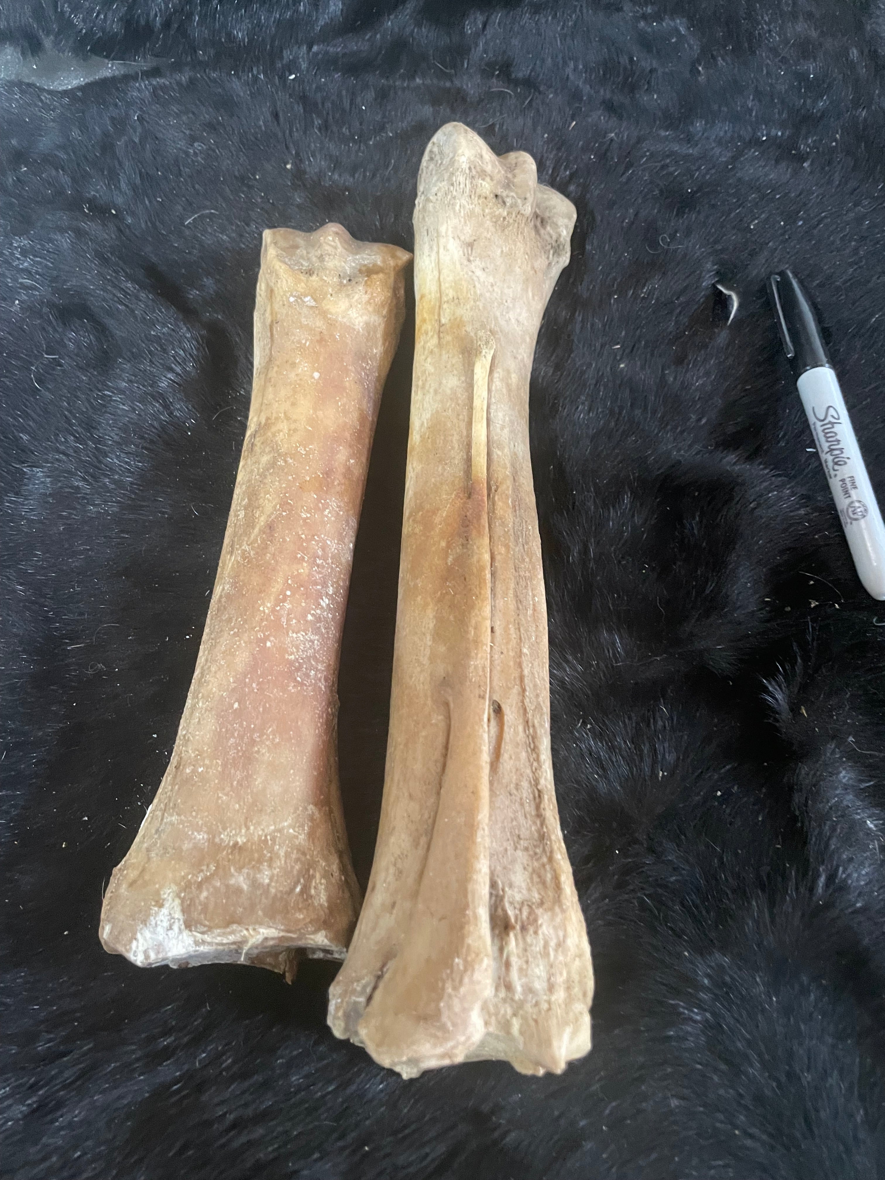 Horse Leg Bones 4