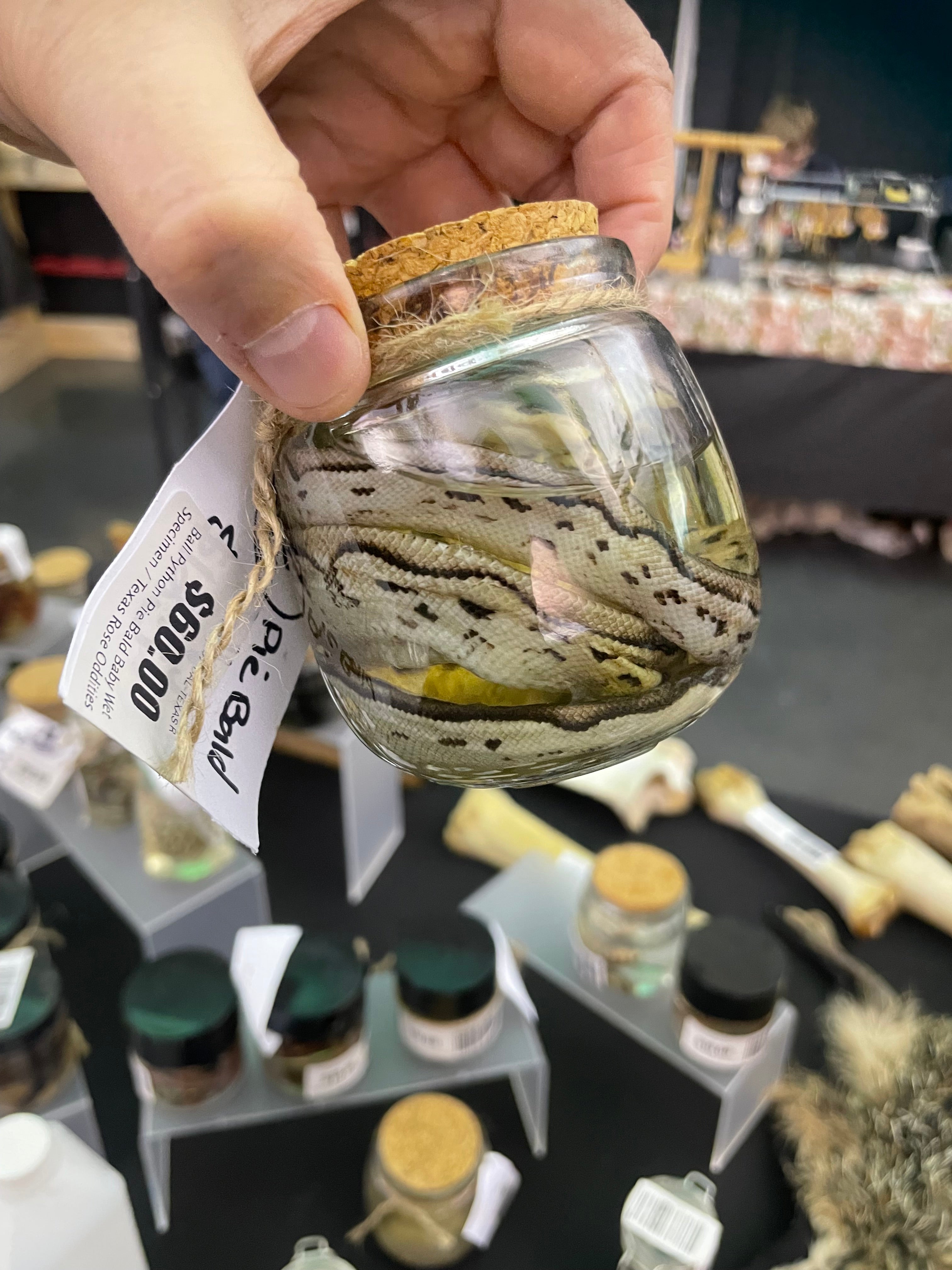 Ball Python Pie Bald Baby Wet Specimen