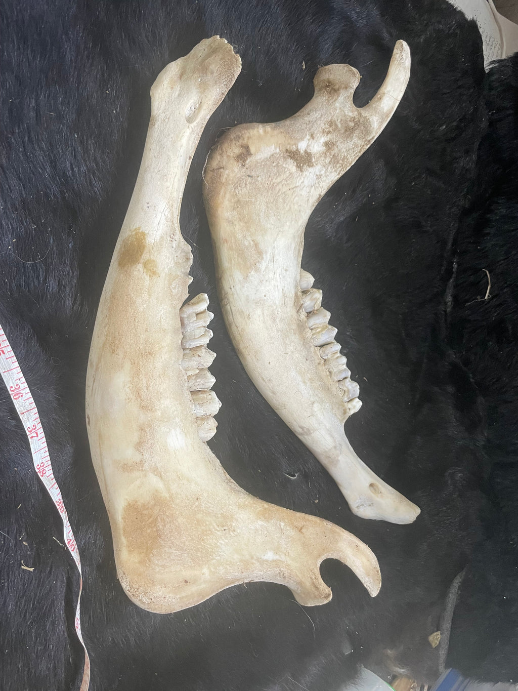 Bison Jaw Bone Lot
