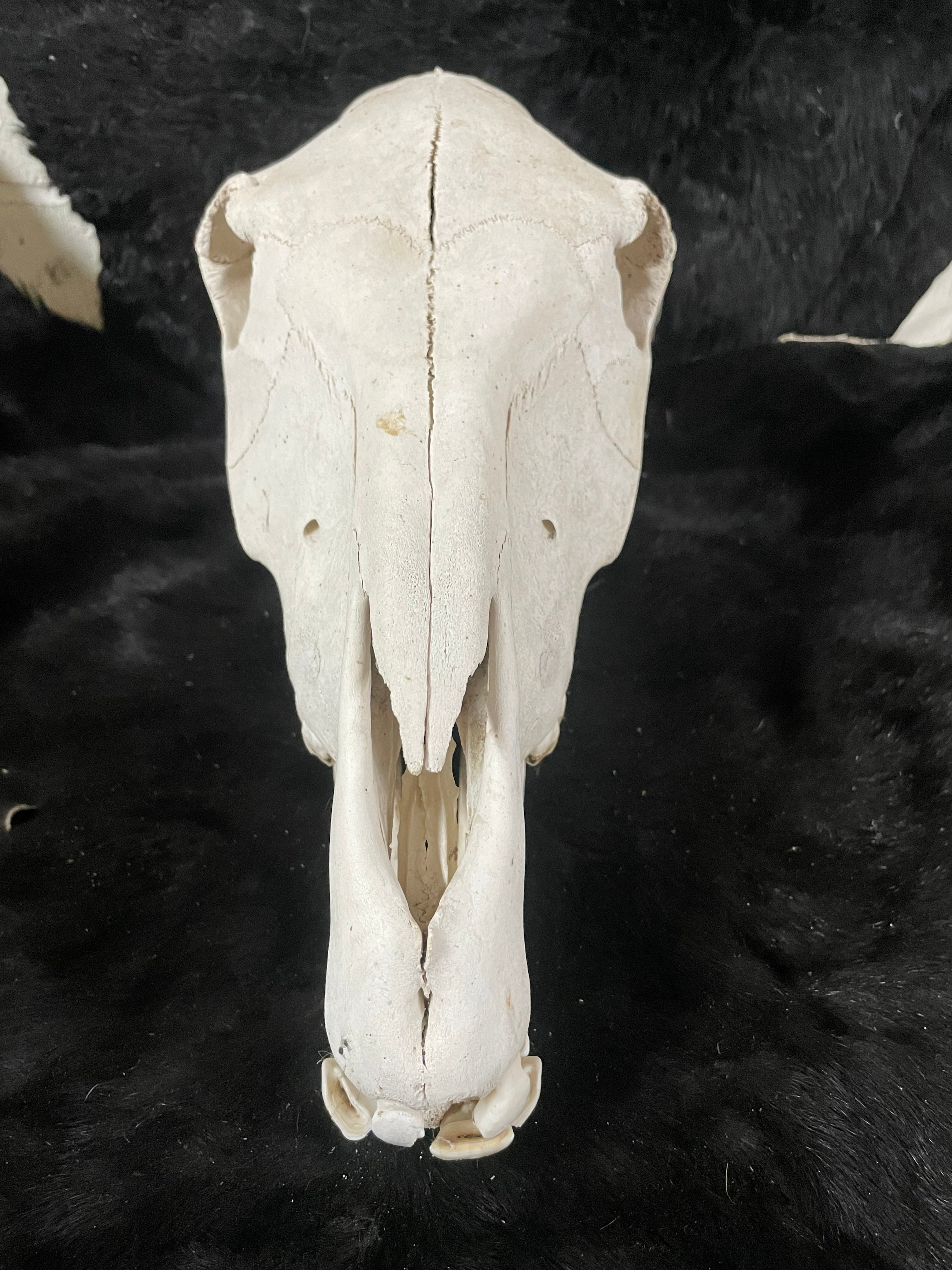 Foal Horse skull