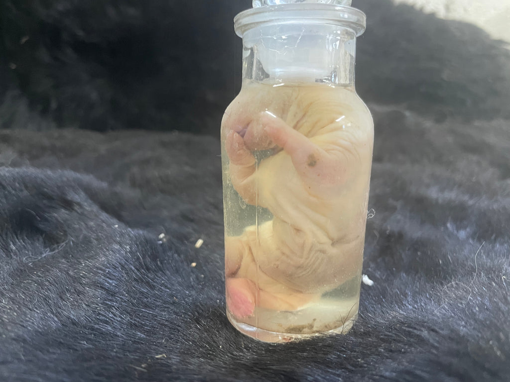 Dwarf Hotot Gothic Bunny