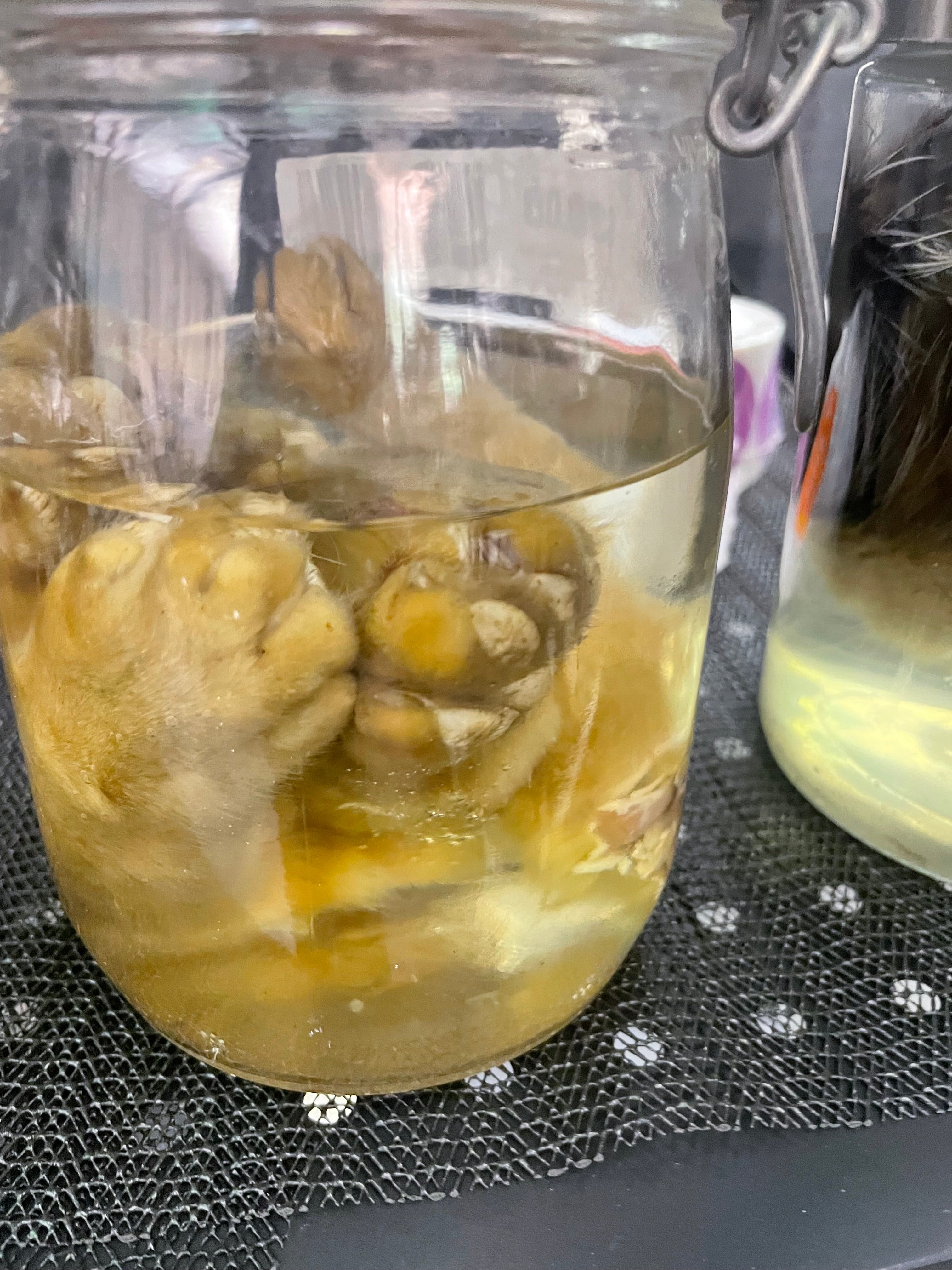 Orange cat kitten Paws Wet Specimen Sold Individually