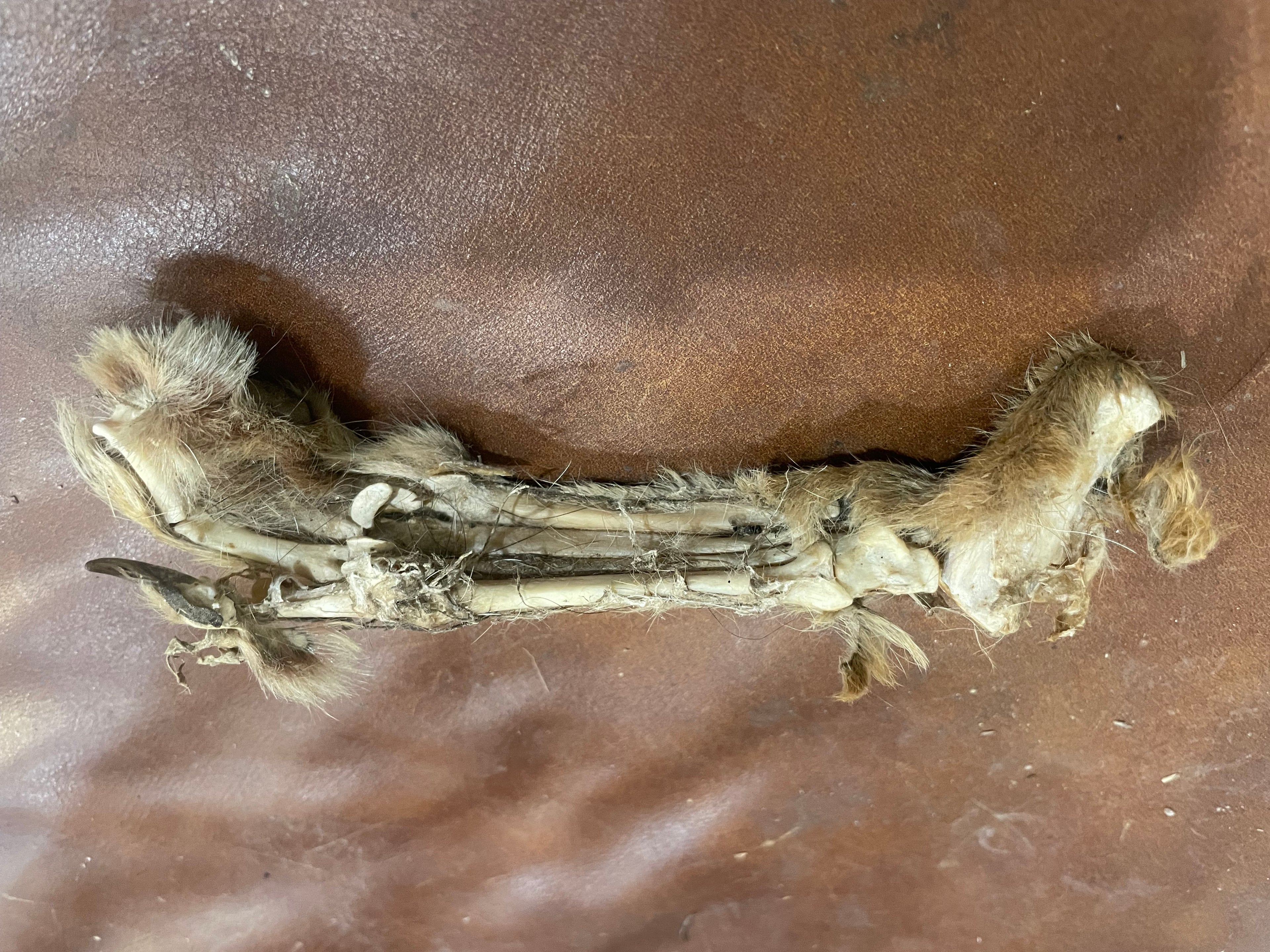 Coyote Mummified Bone Foot