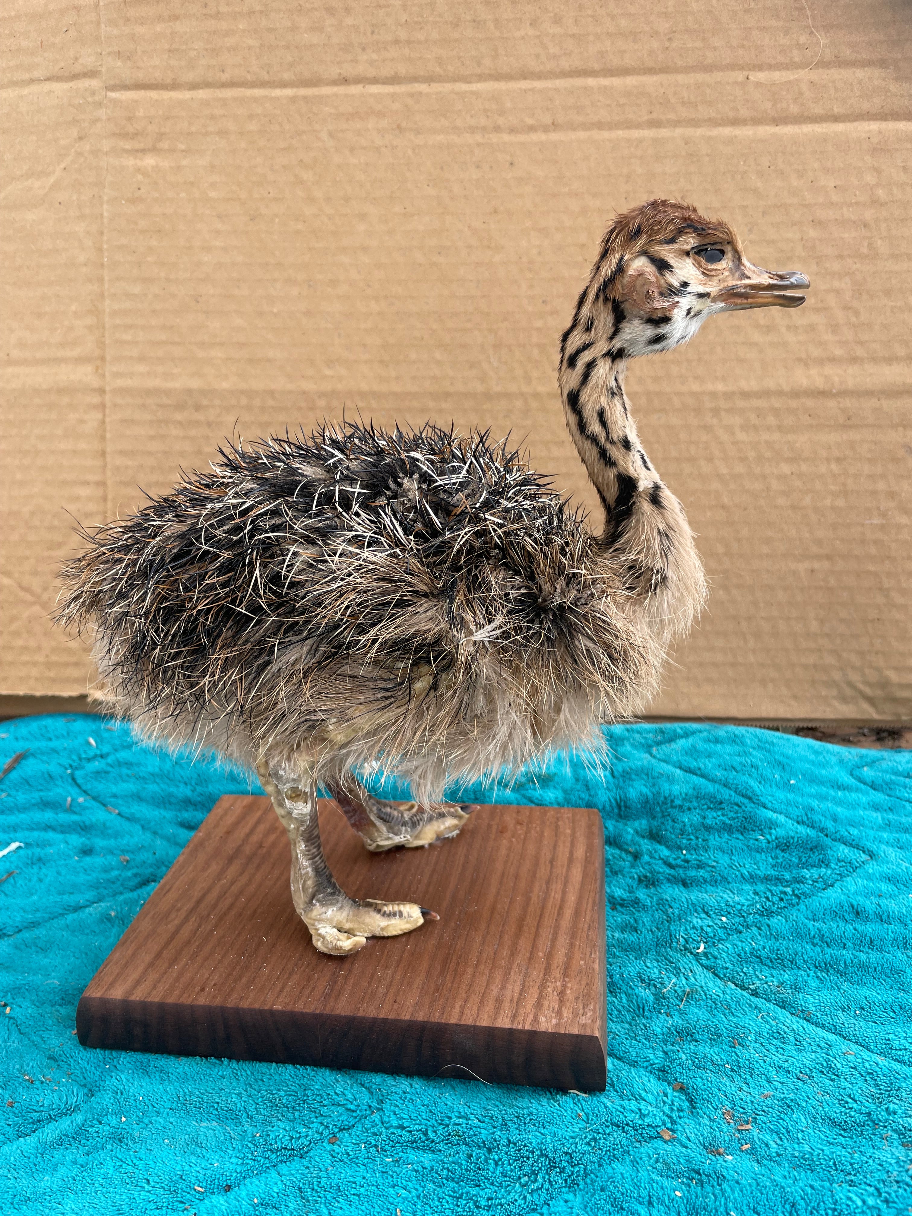 Ostrich Taxidermy