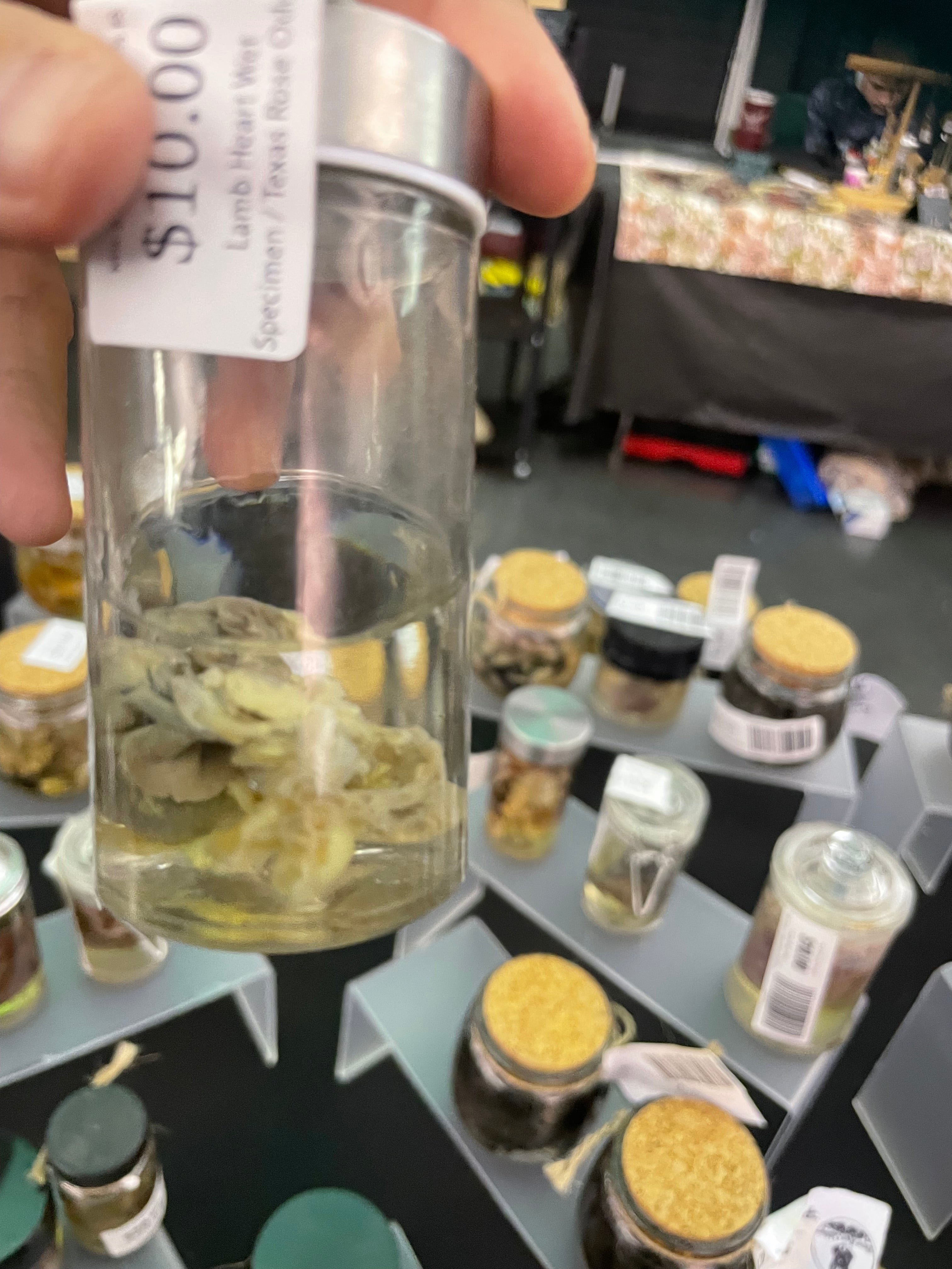 Lamb Heart Wet Specimen
