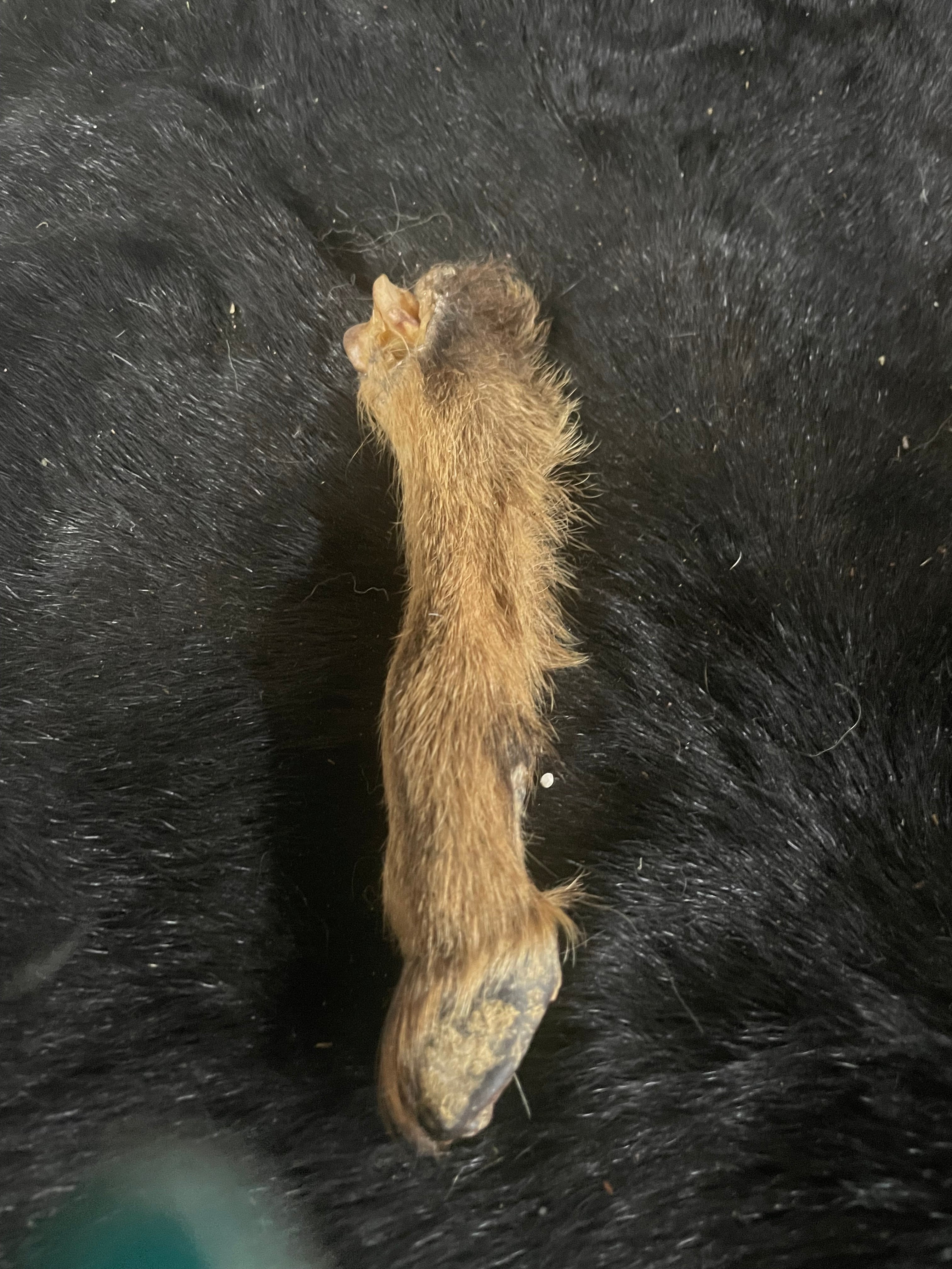 Brown Goat Leg Mummified