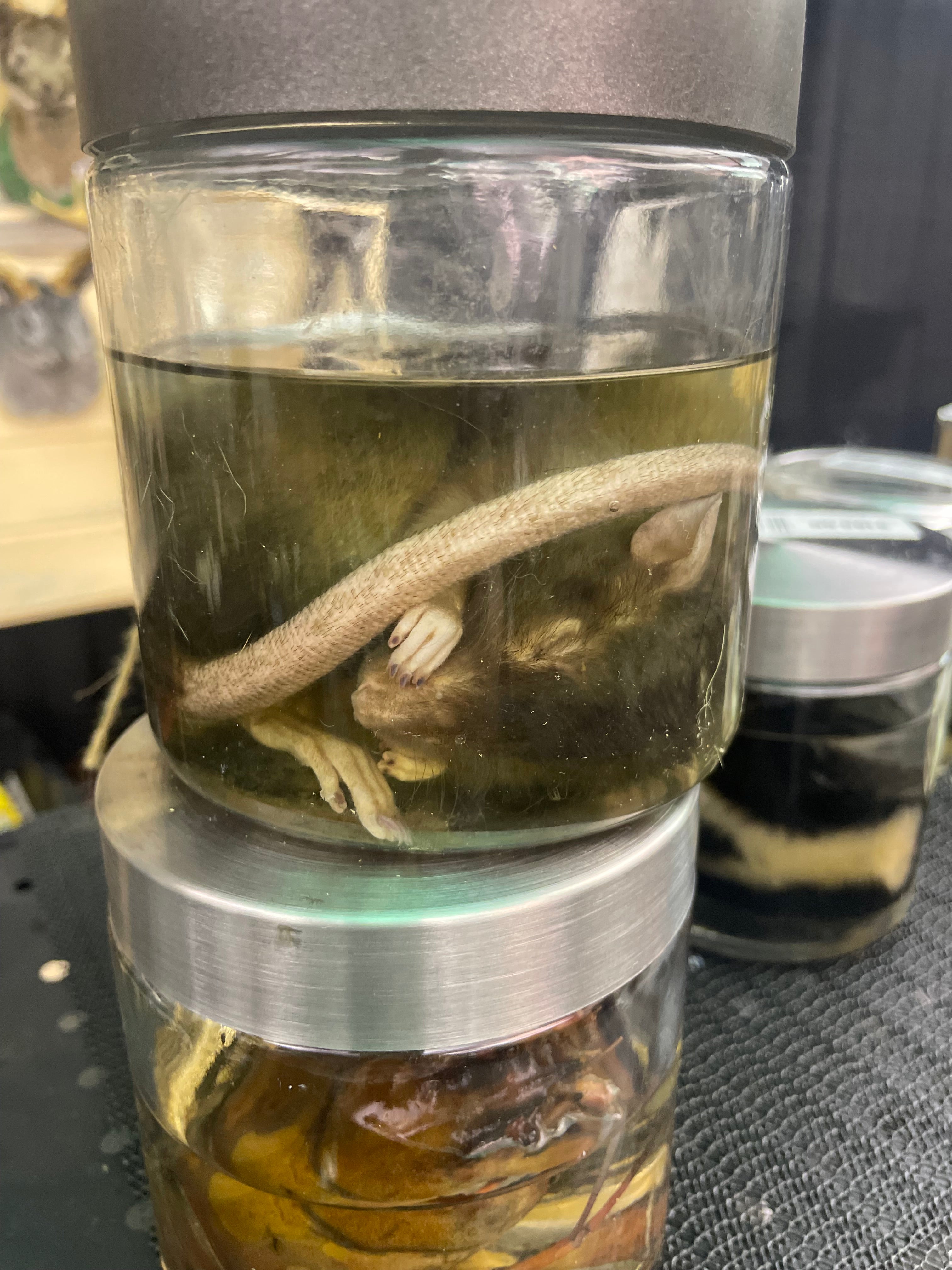 Rex Rat Wet Specimen