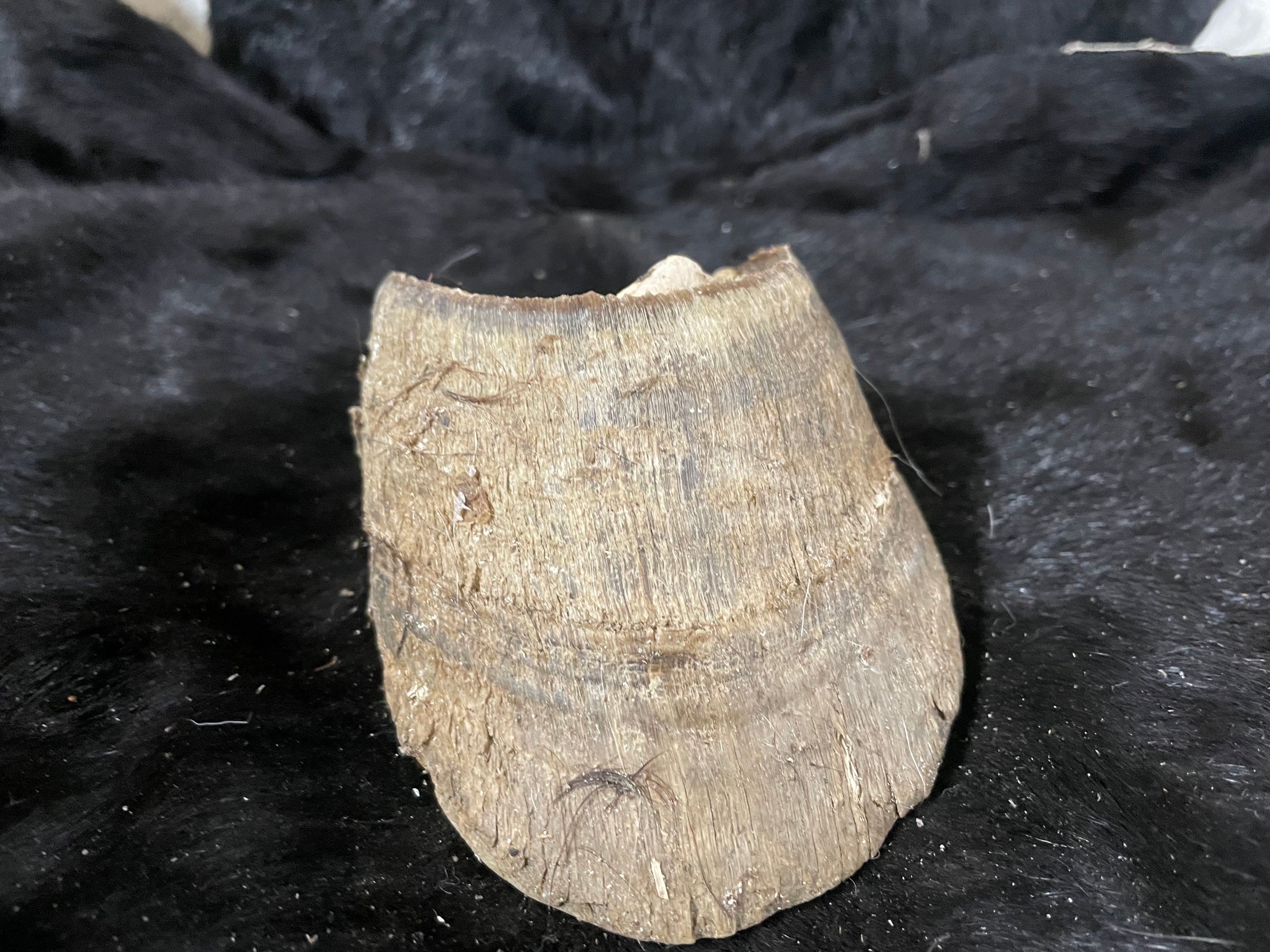 Horse Hoof Mustang 3