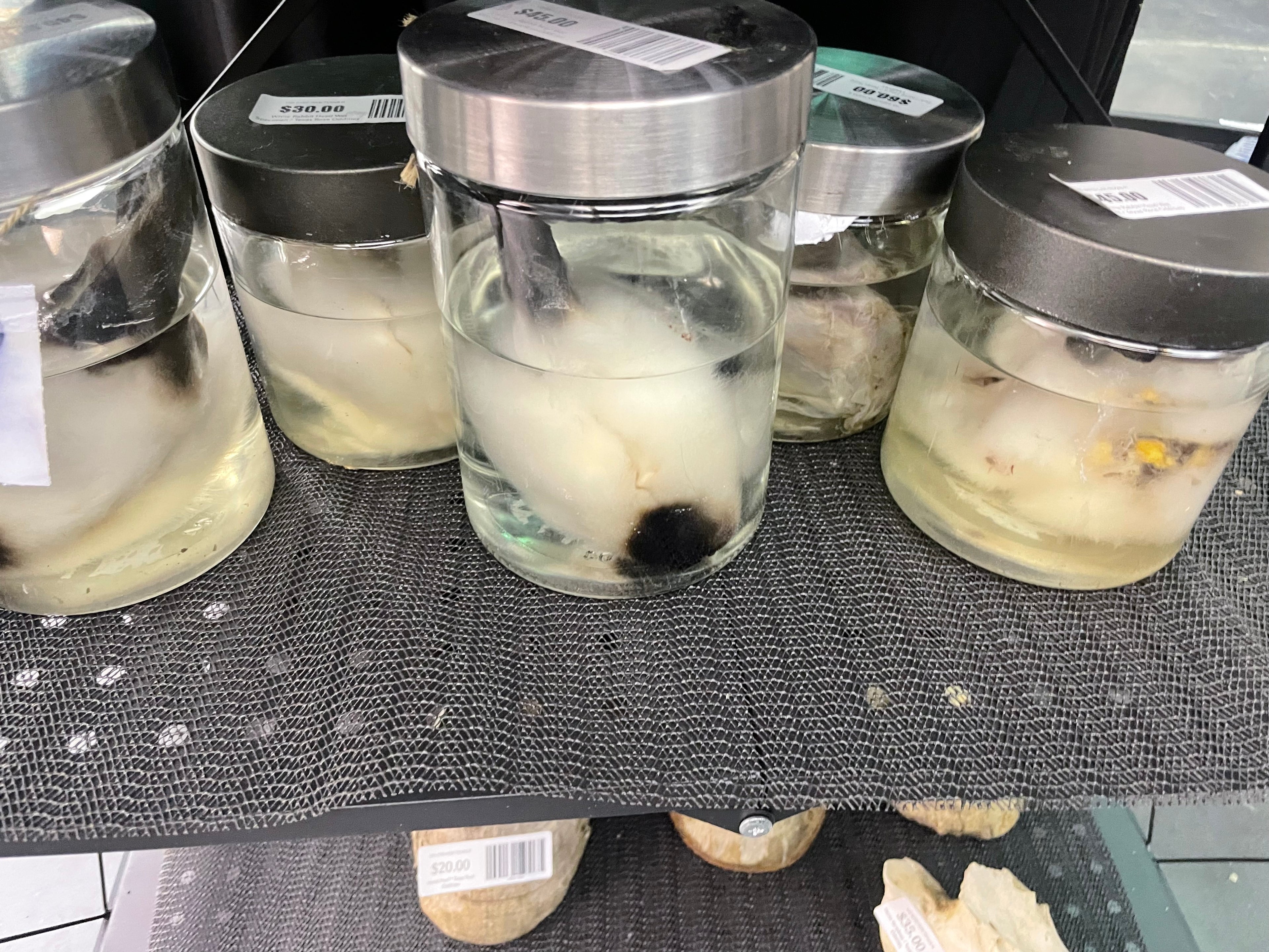 White Rabbit Head Wet Specimen