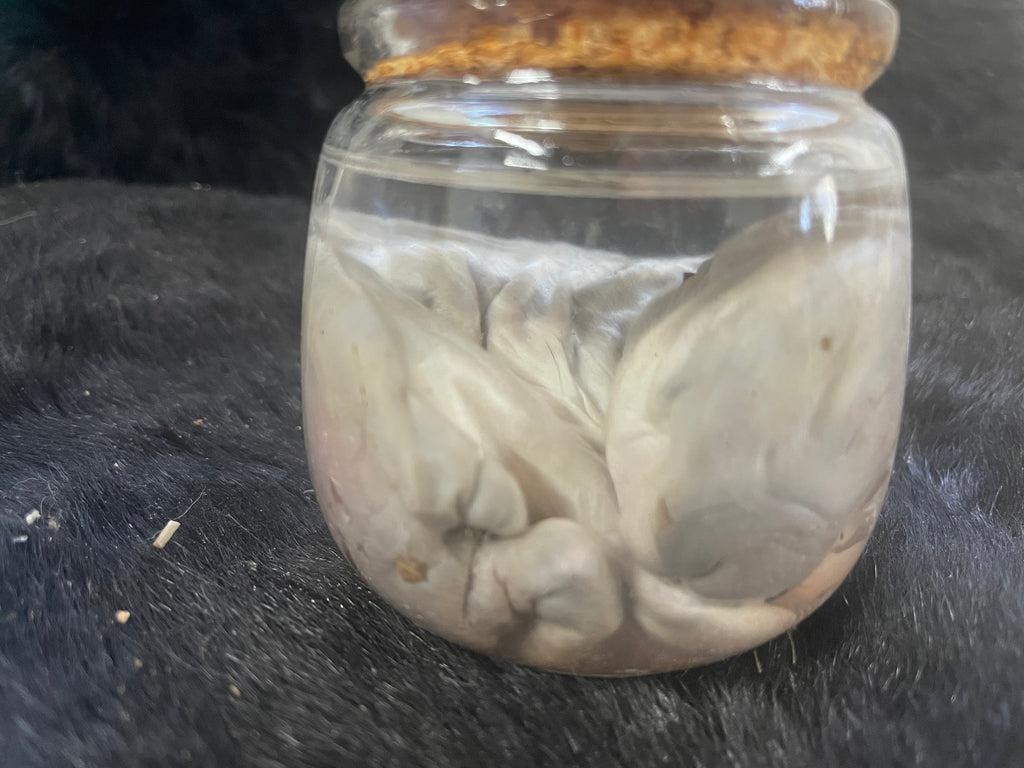 Holland Lop Wet Spec #2